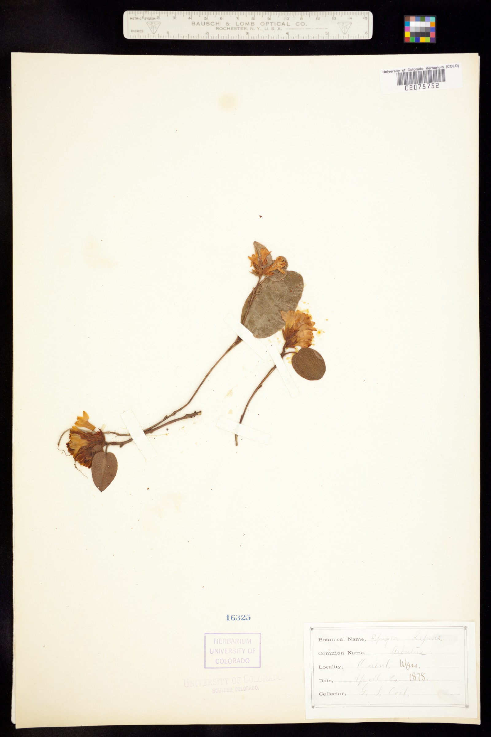 Epigaea repens image