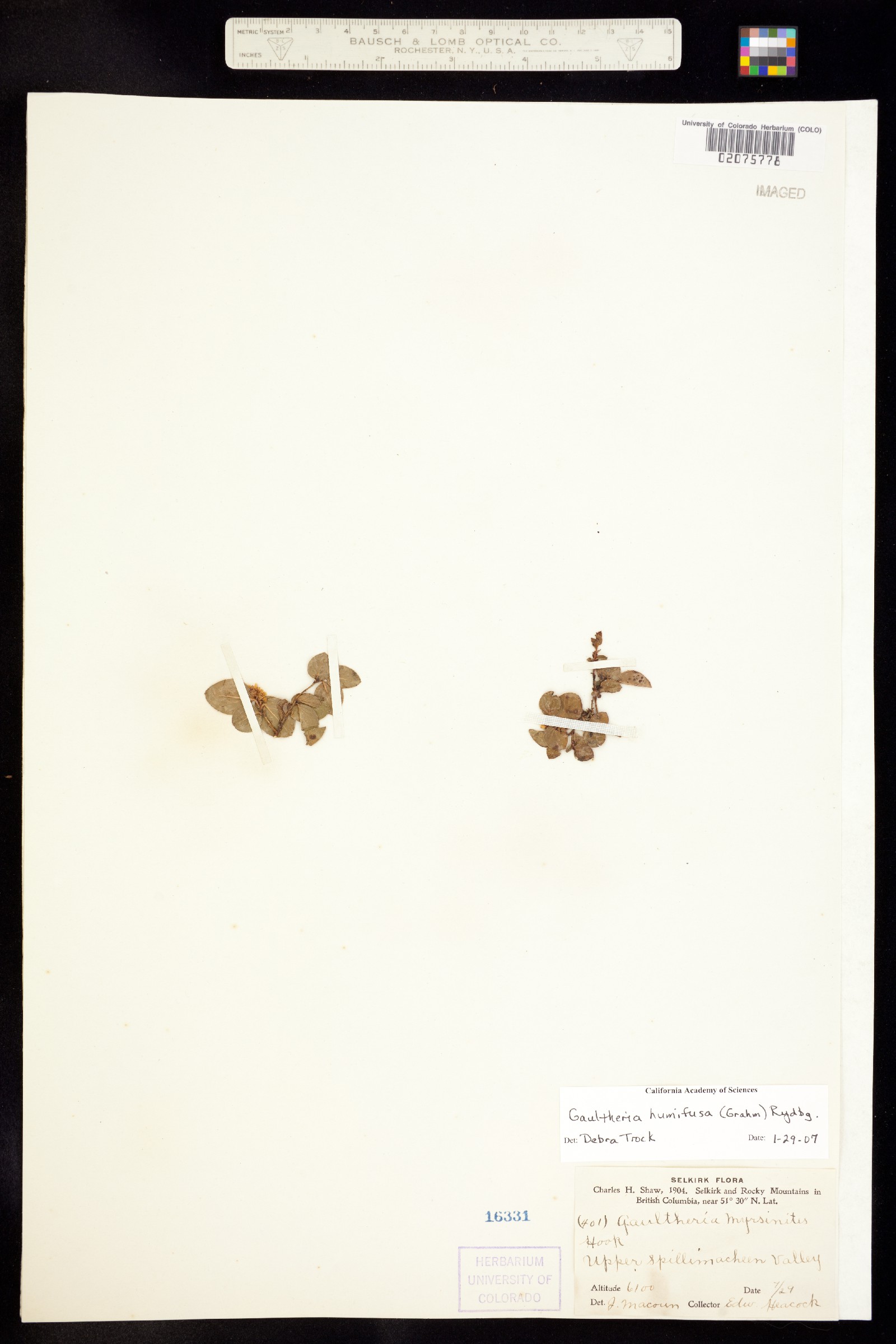 Gaultheria humifusa image