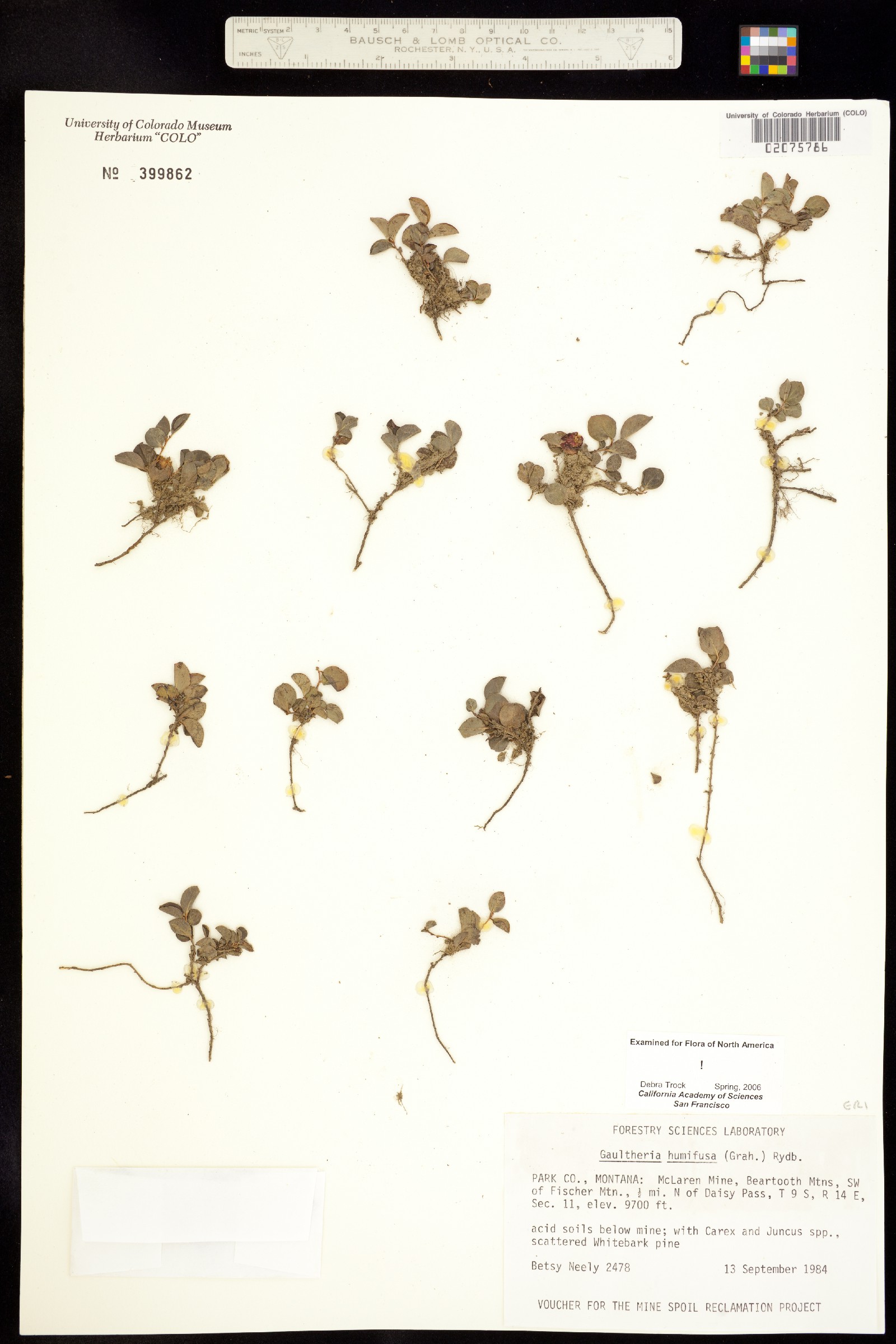 Gaultheria humifusa image