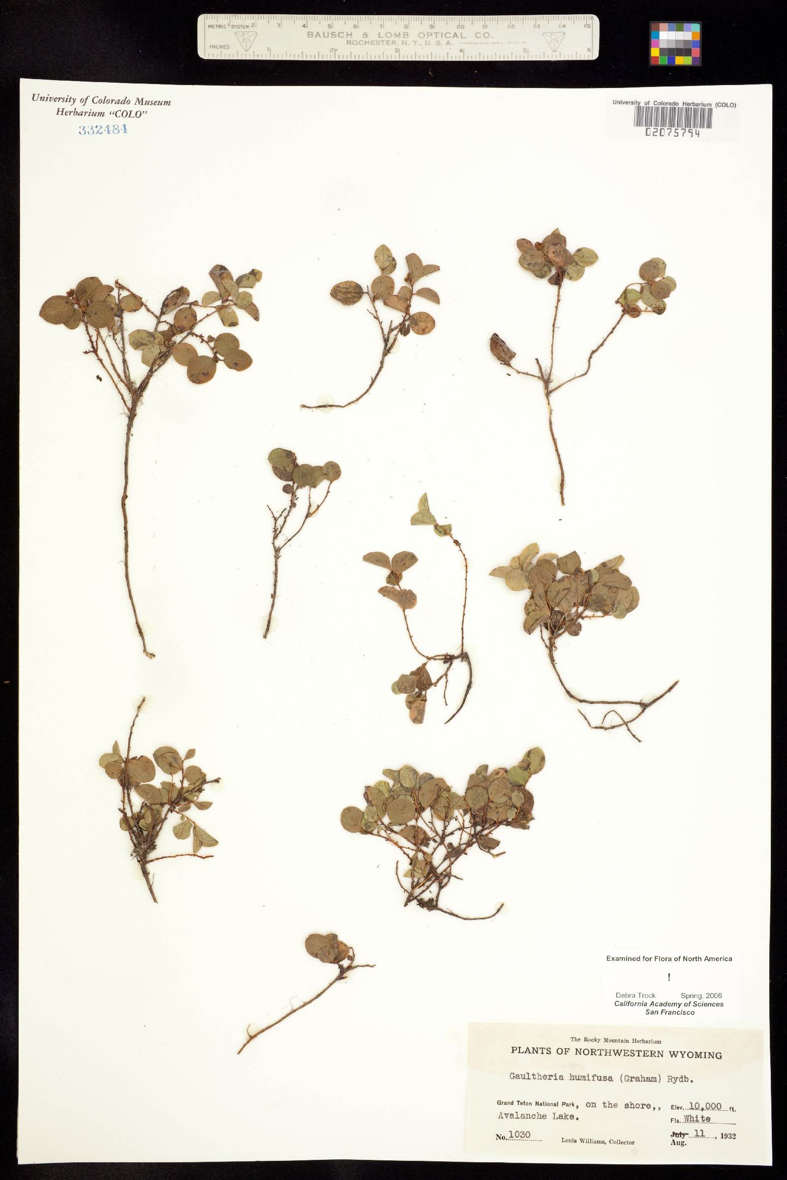 Gaultheria humifusa image