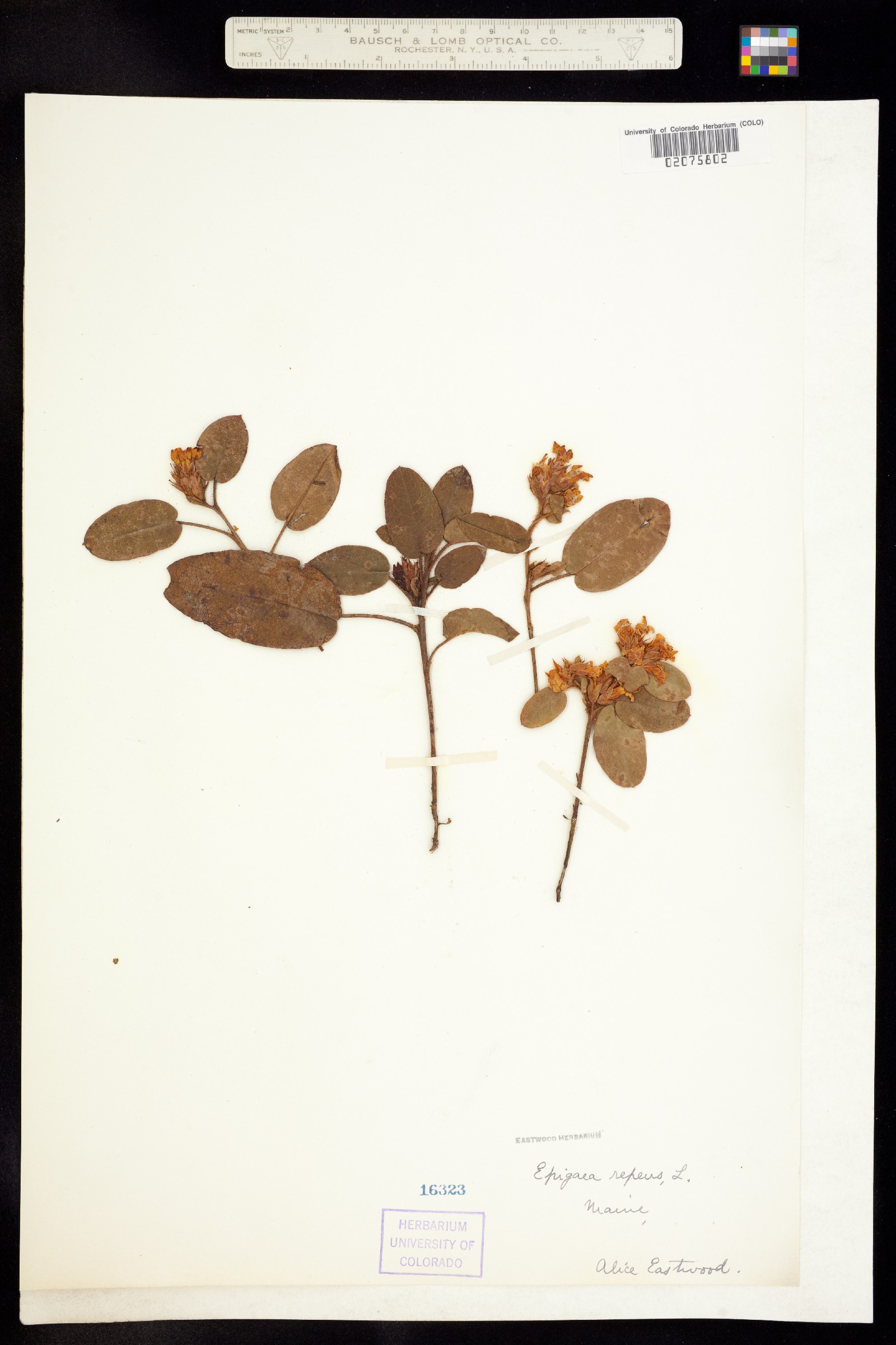 Epigaea repens image