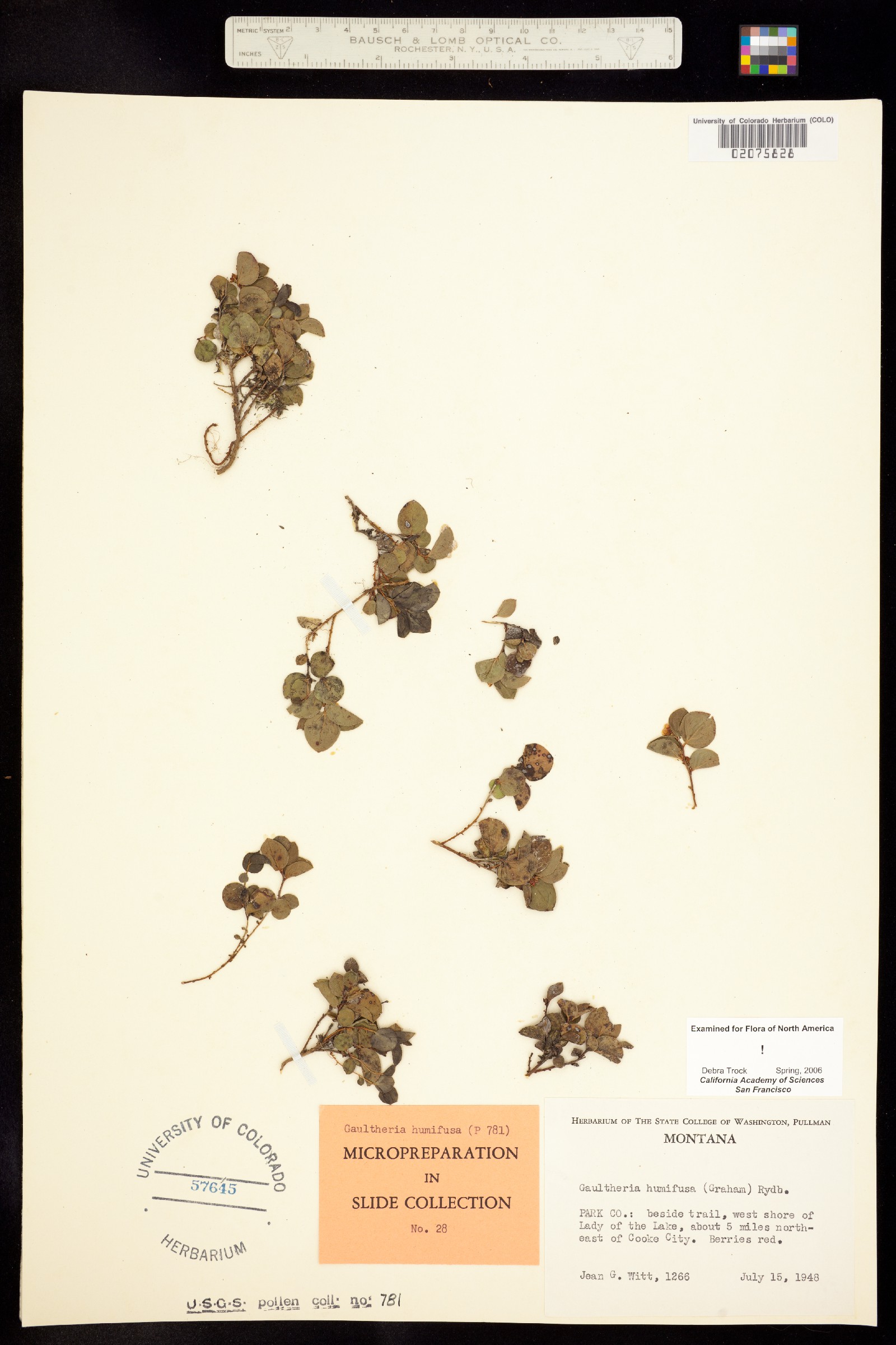 Gaultheria humifusa image