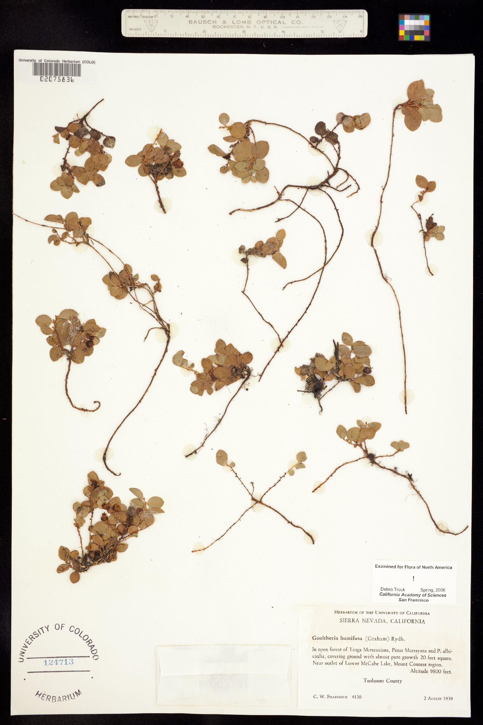 Gaultheria humifusa image