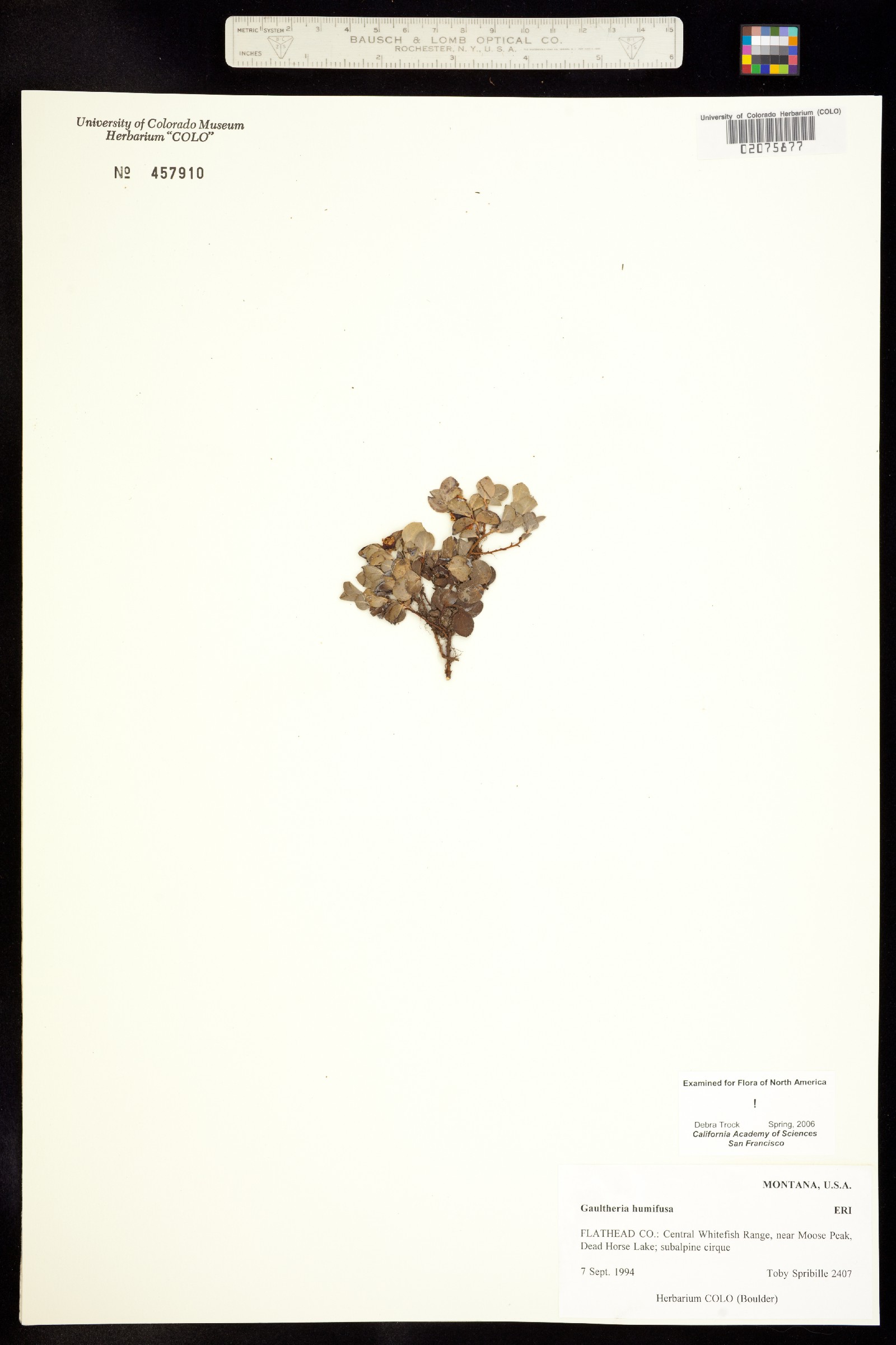 Gaultheria humifusa image