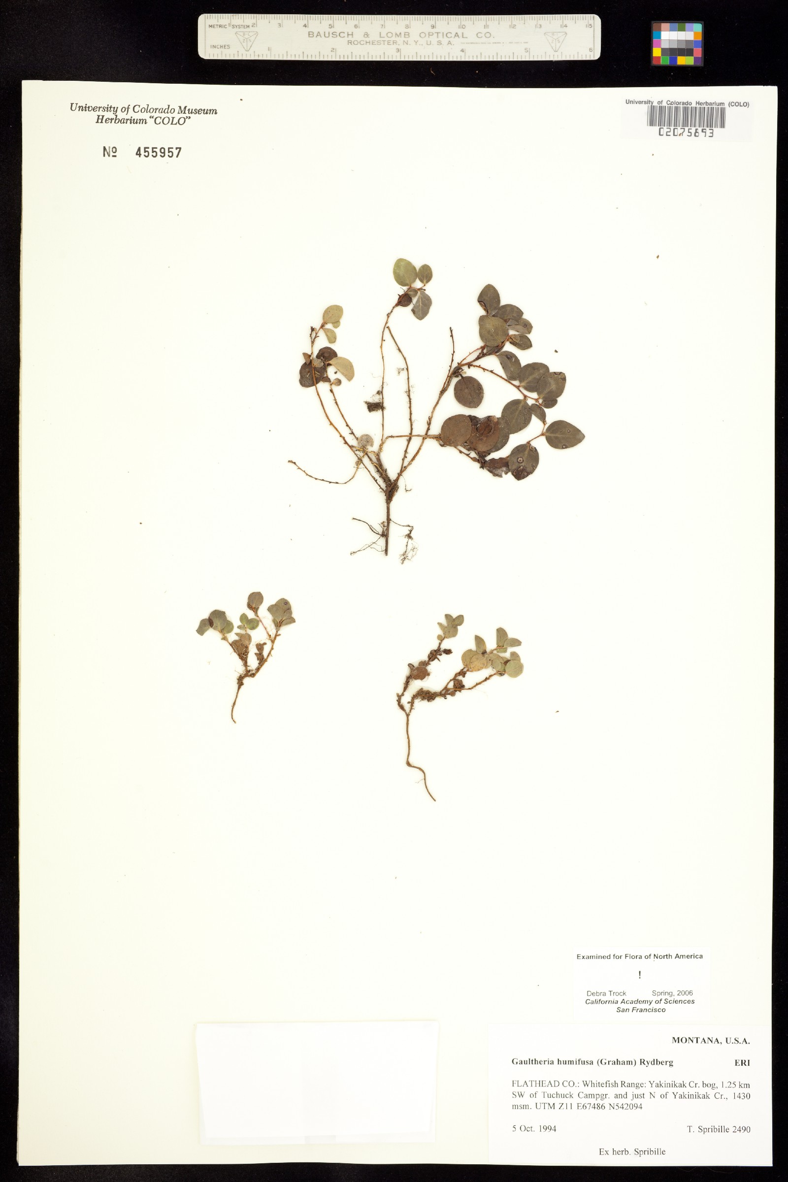 Gaultheria humifusa image
