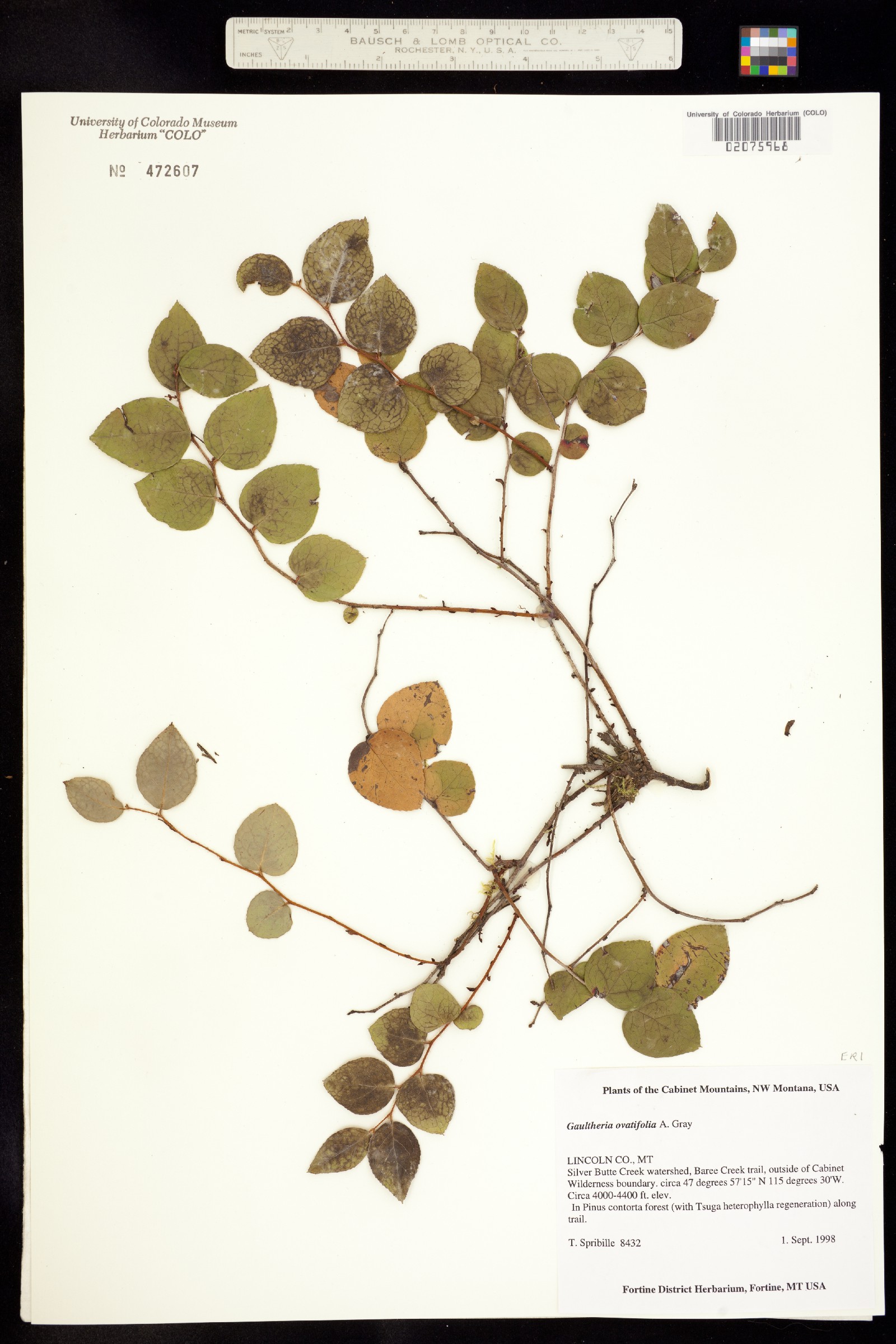 Gaultheria ovatifolia image