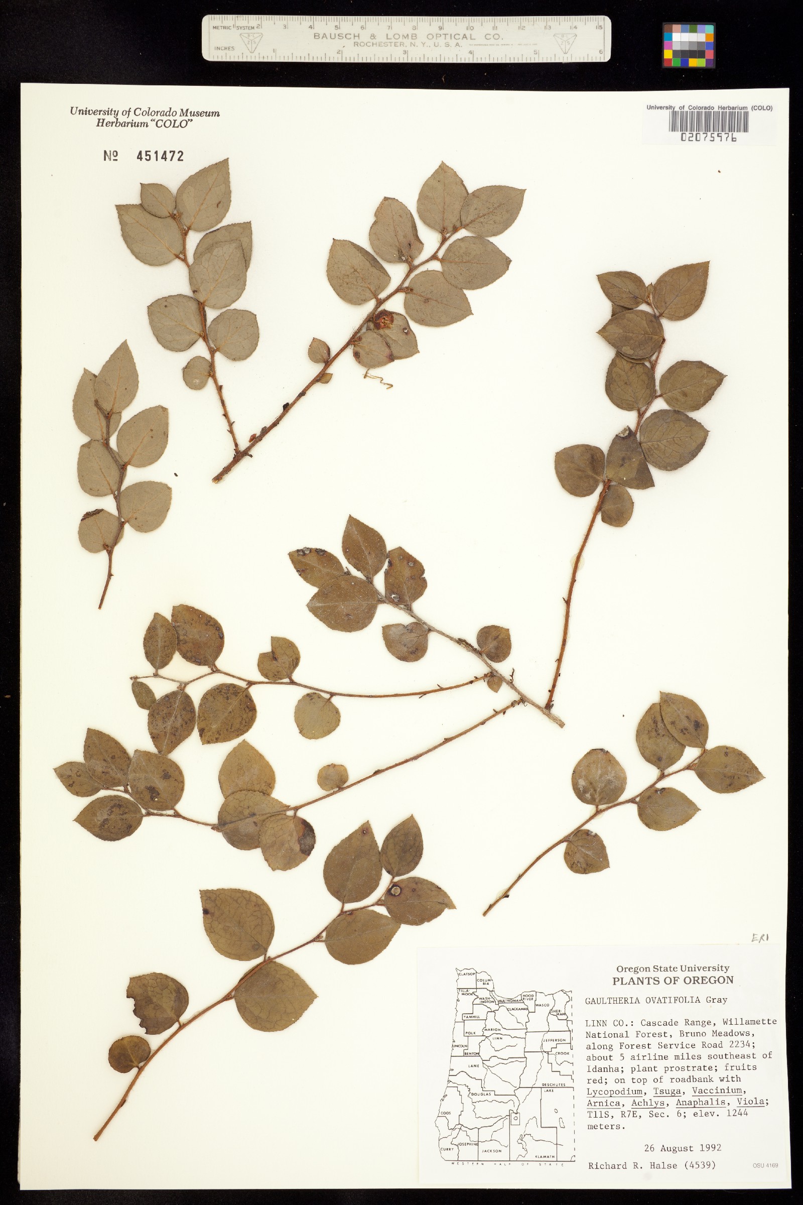 Gaultheria ovatifolia image