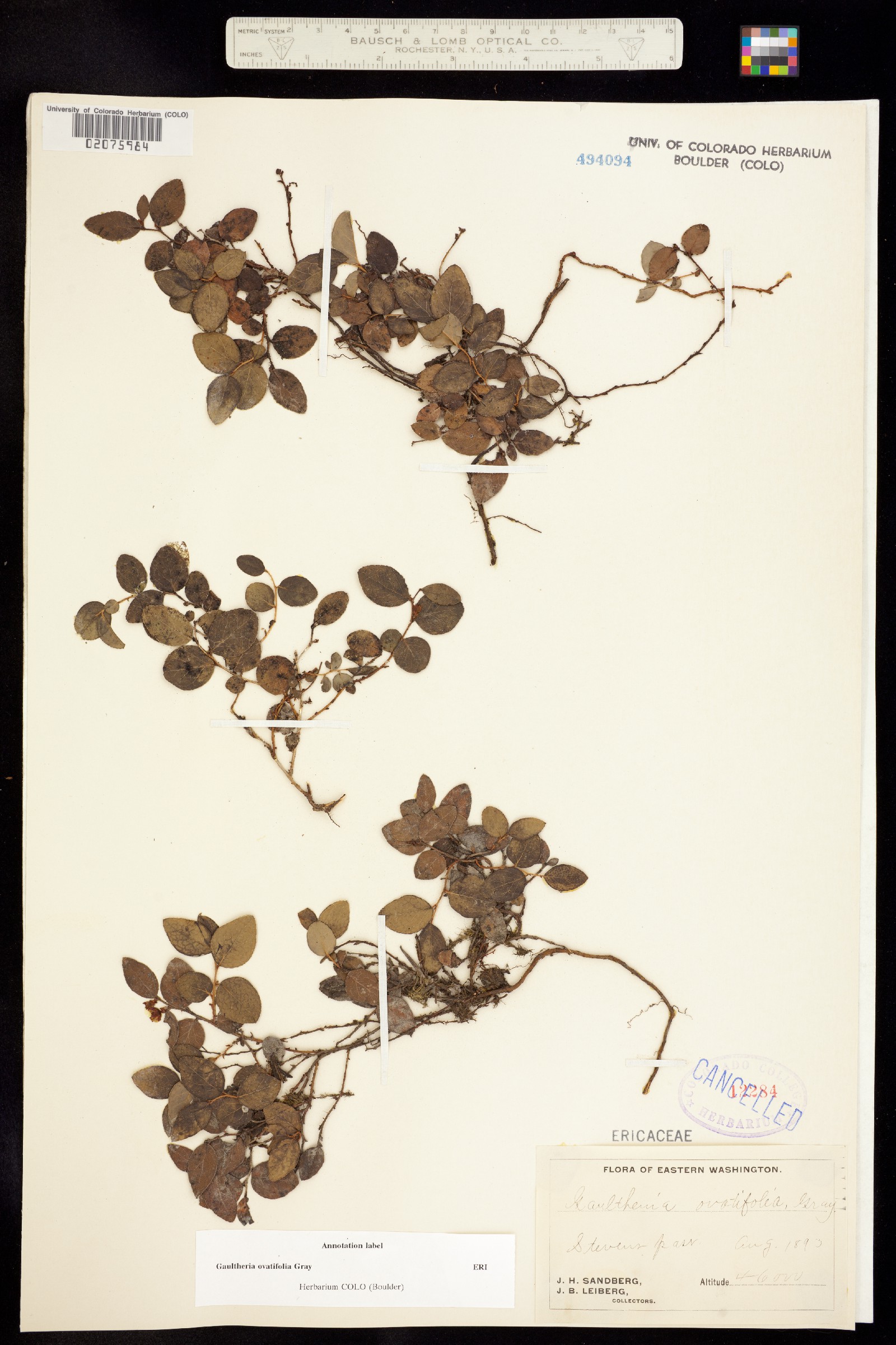 Gaultheria ovatifolia image