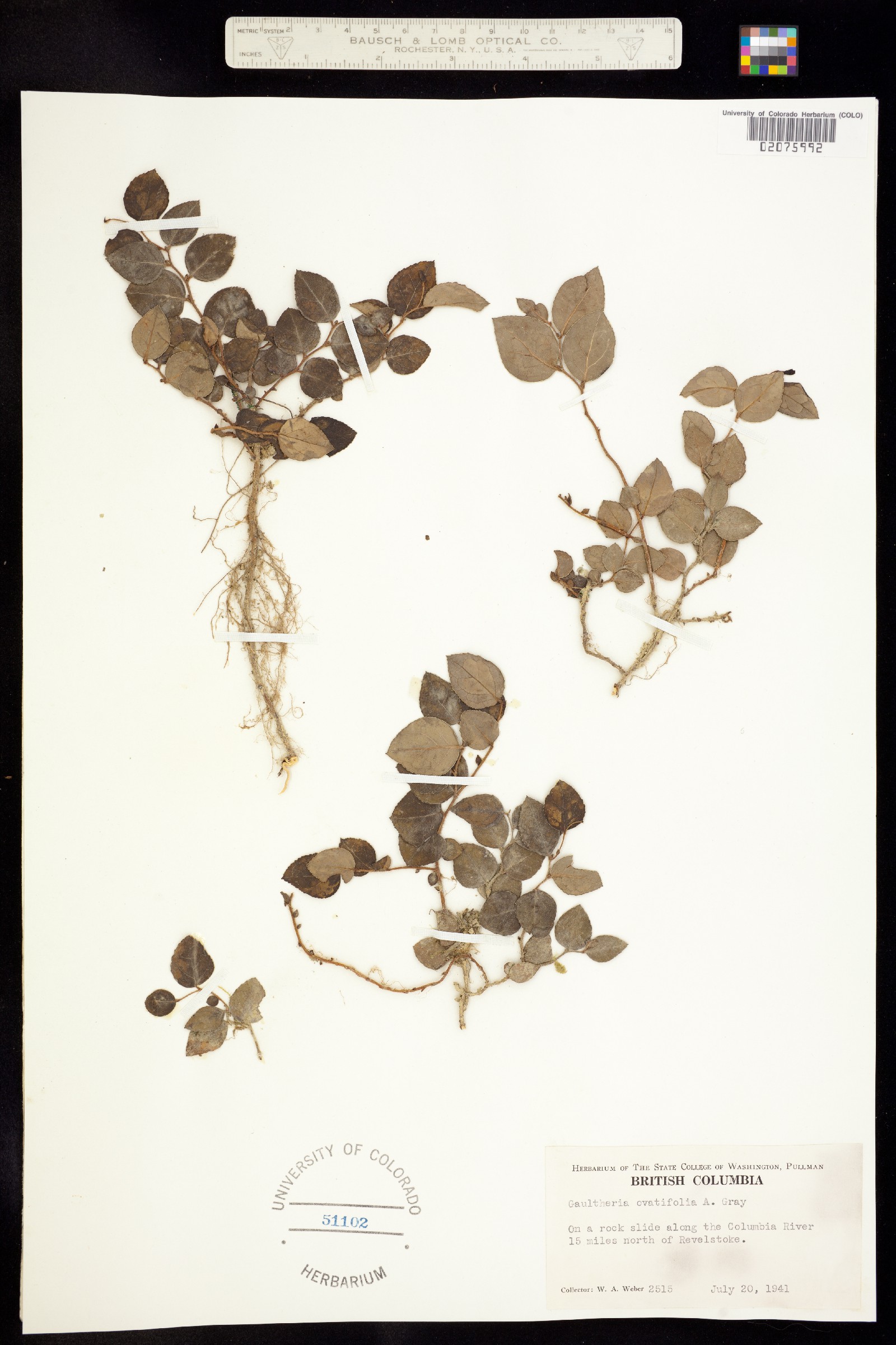 Gaultheria ovatifolia image