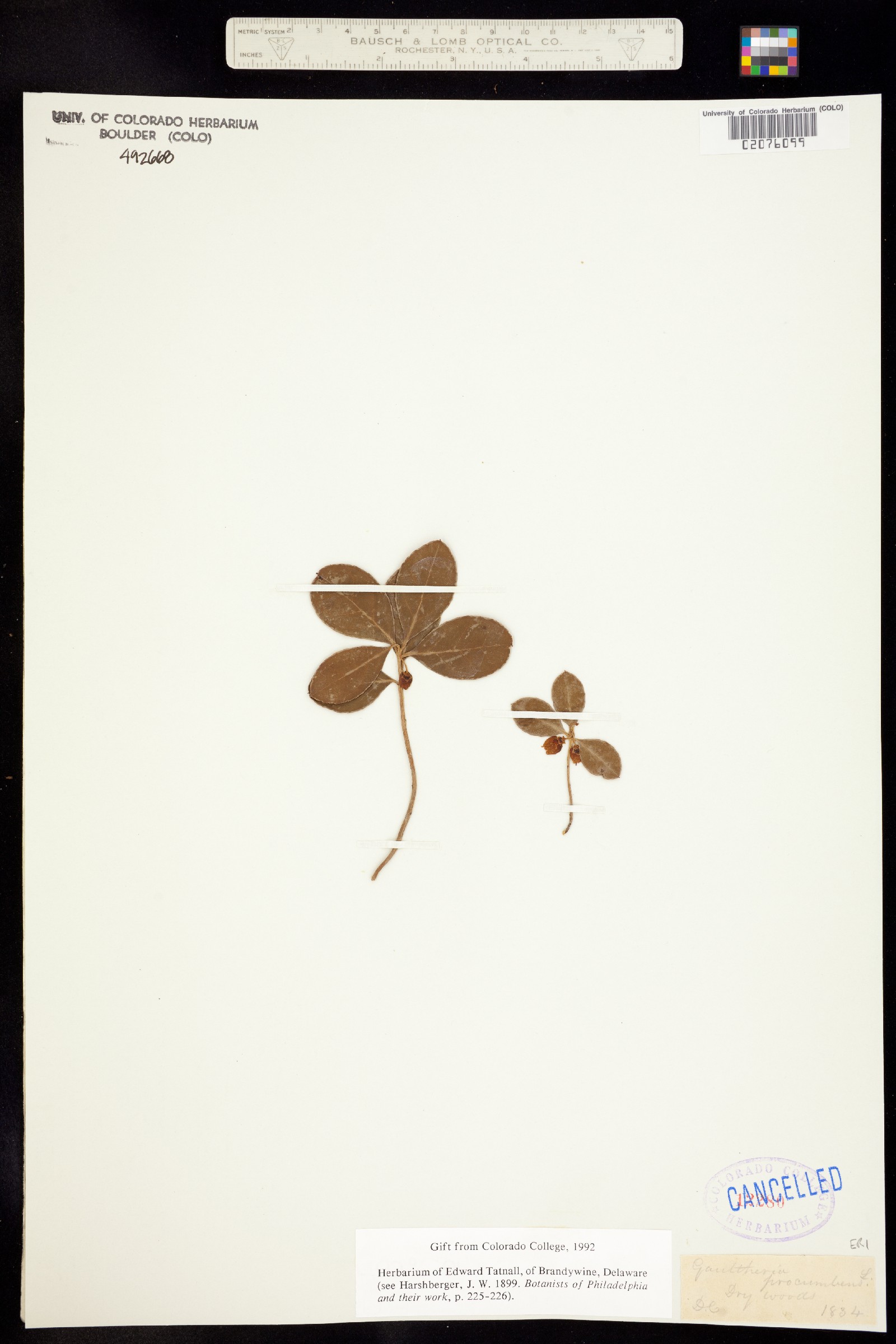 Gaultheria procumbens image