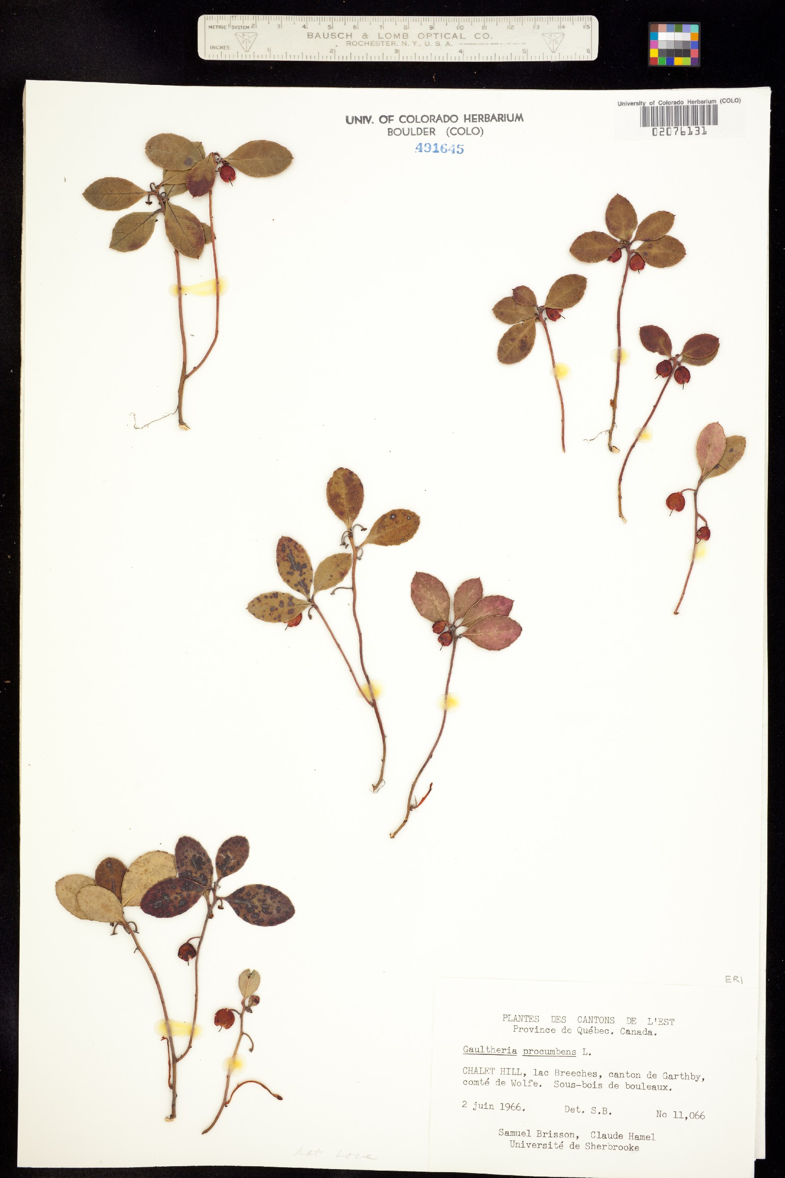 Gaultheria procumbens image