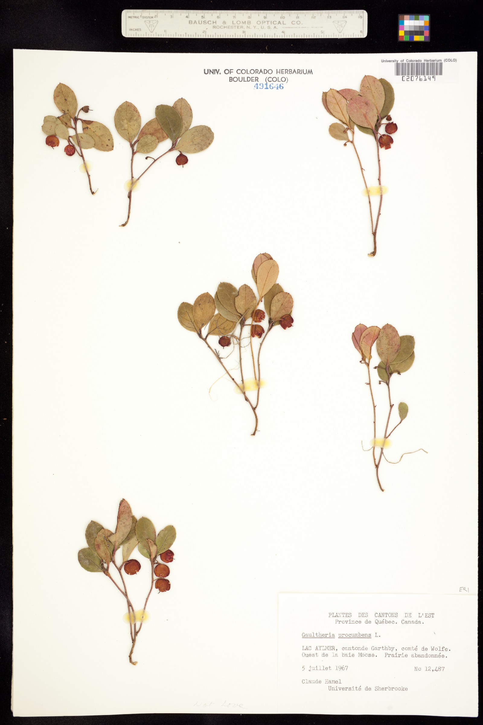 Gaultheria procumbens image