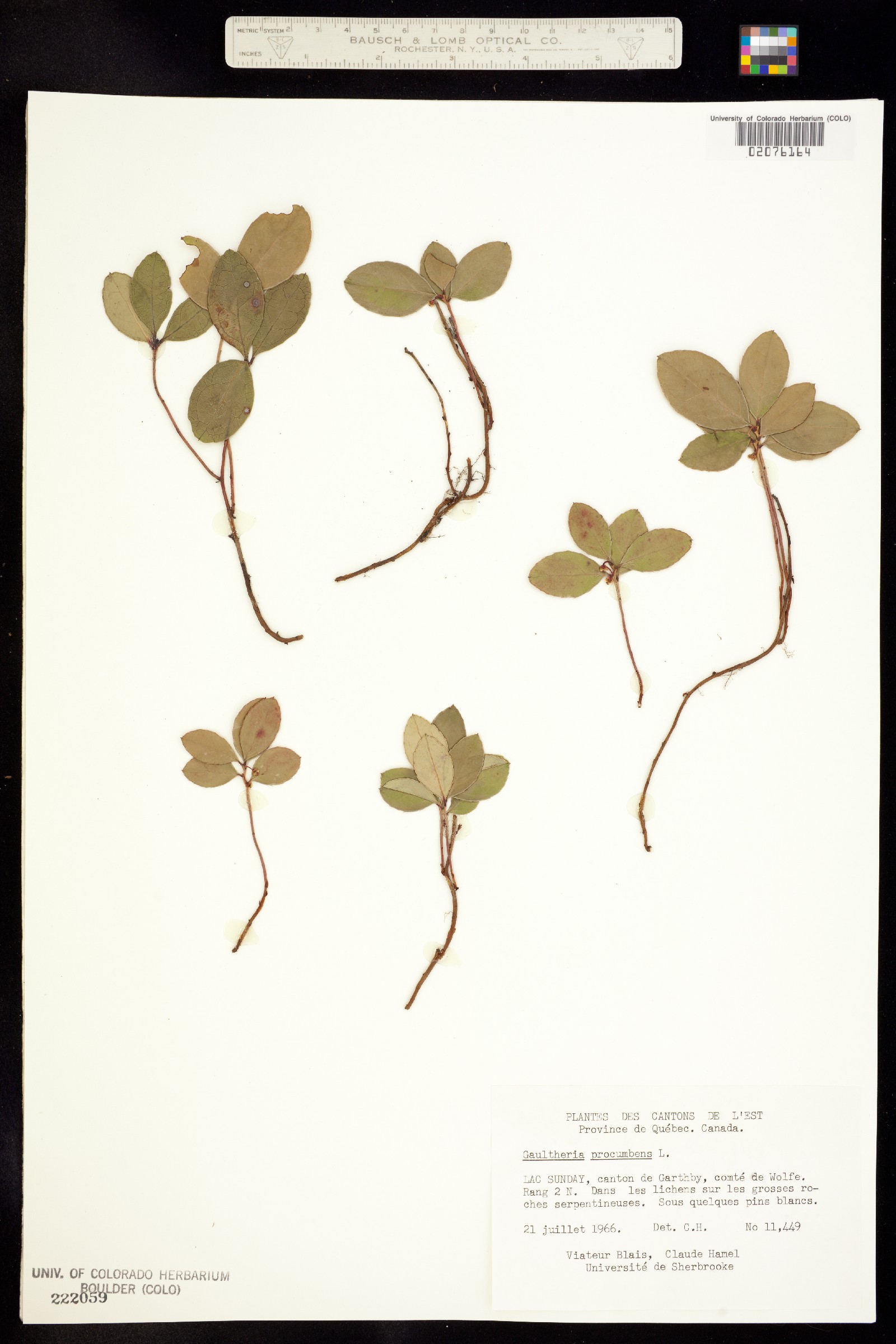 Gaultheria procumbens image