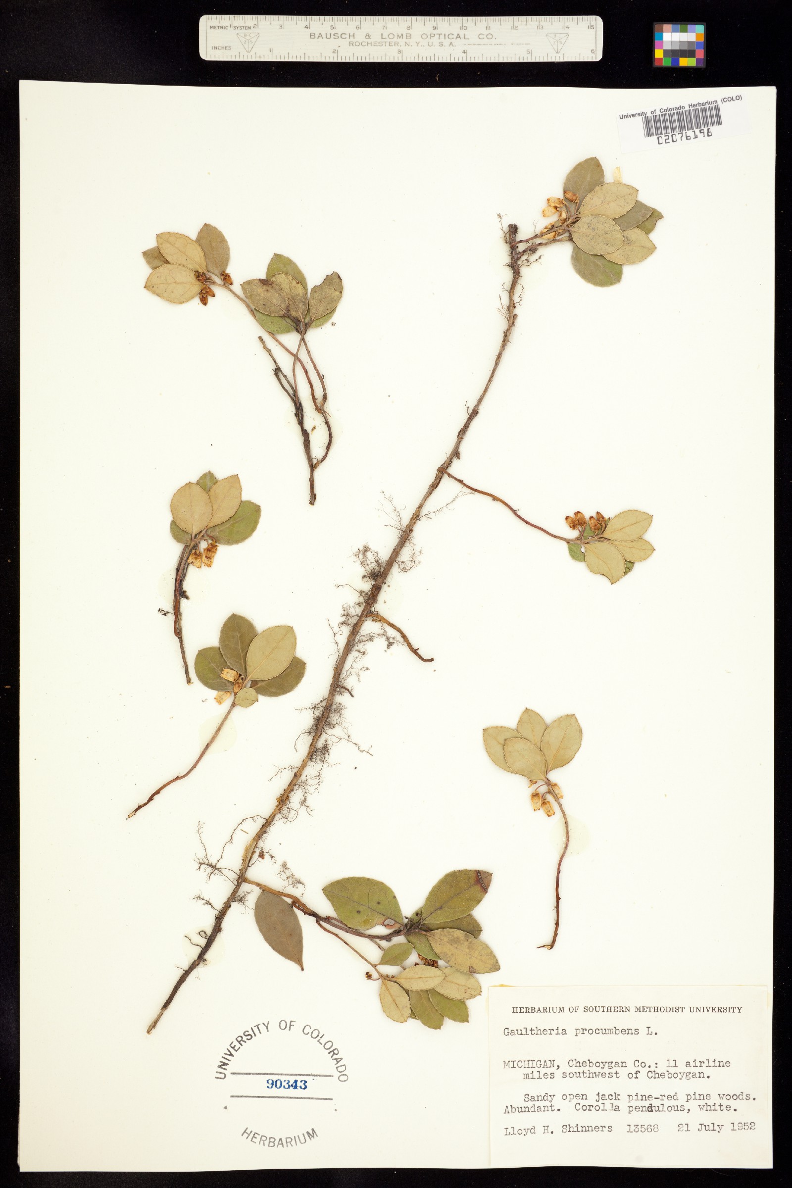 Gaultheria procumbens image