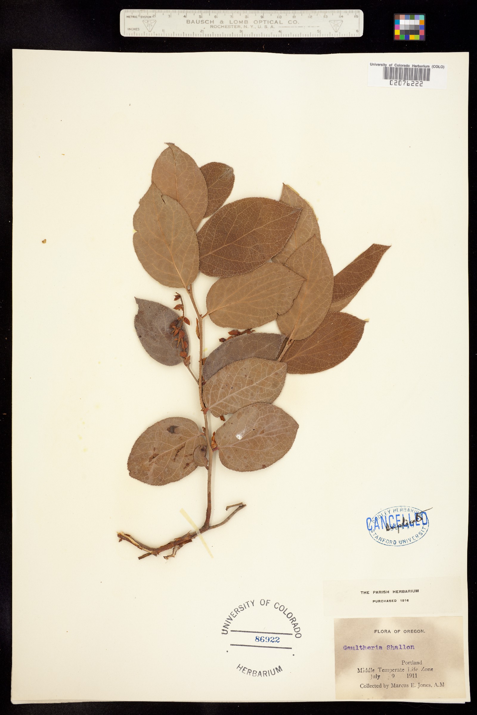 Gaultheria shallon image