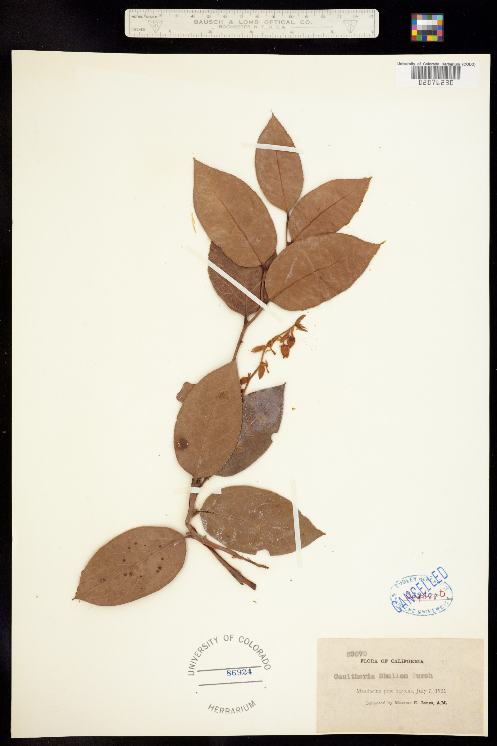 Gaultheria shallon image