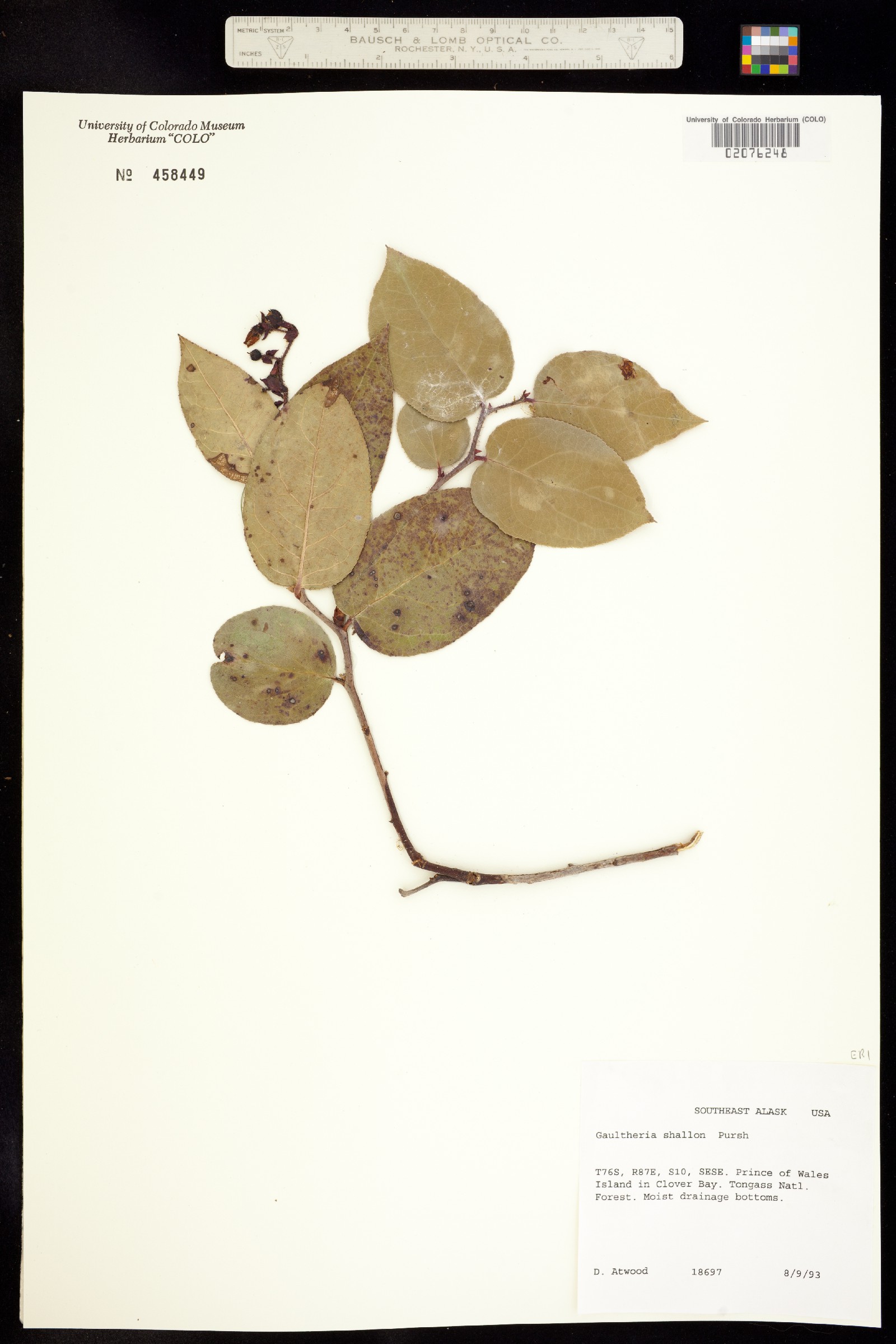 Gaultheria shallon image