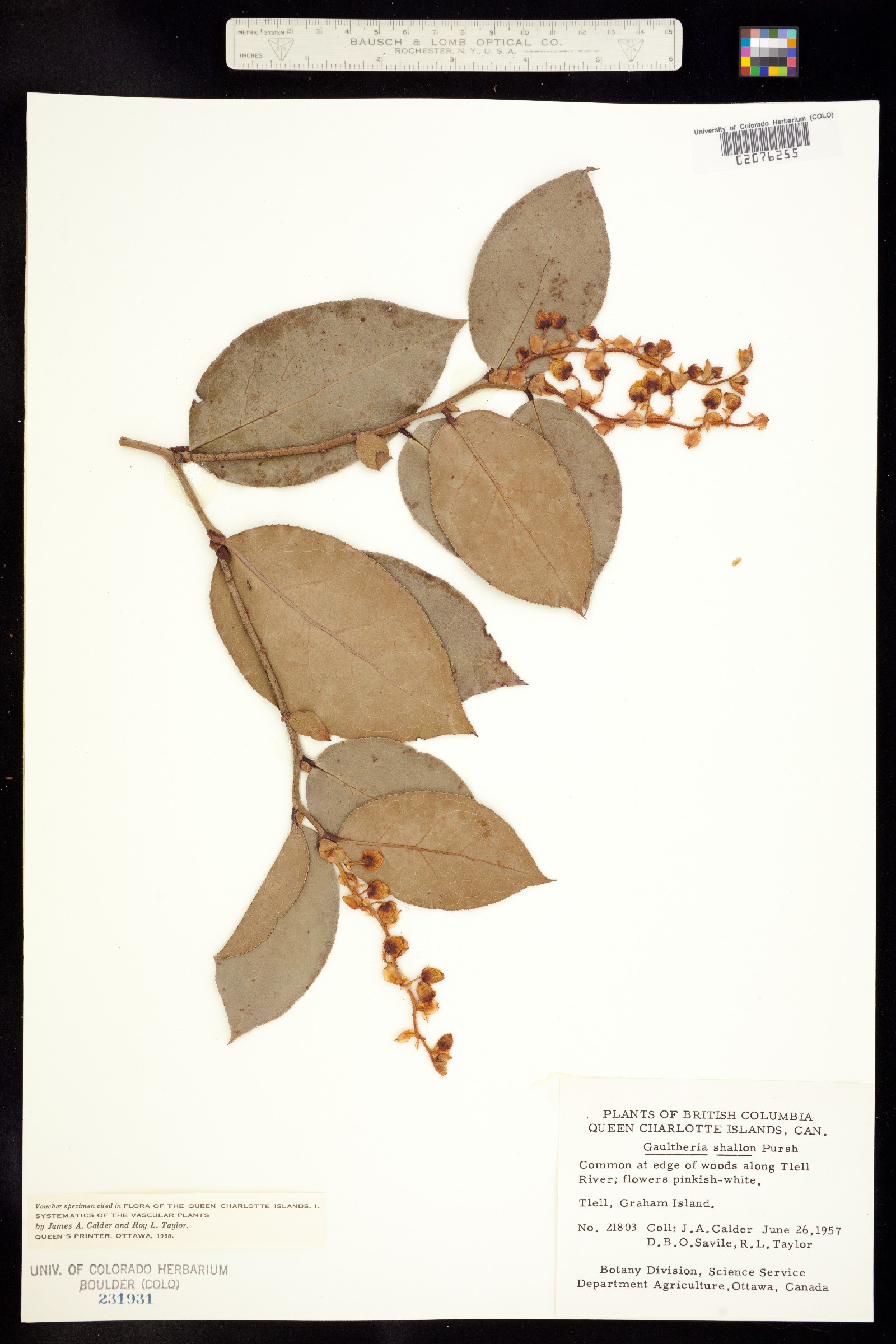 Gaultheria shallon image