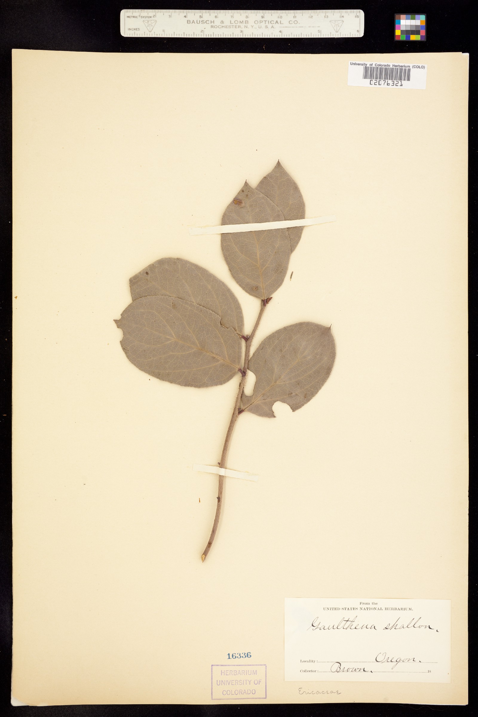 Gaultheria shallon image