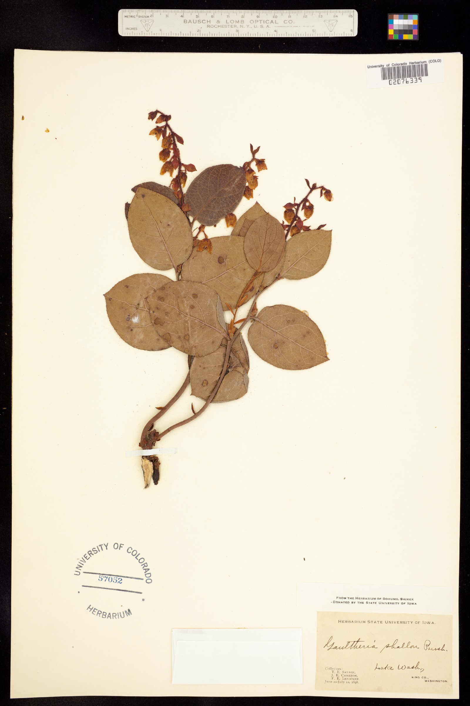 Gaultheria shallon image