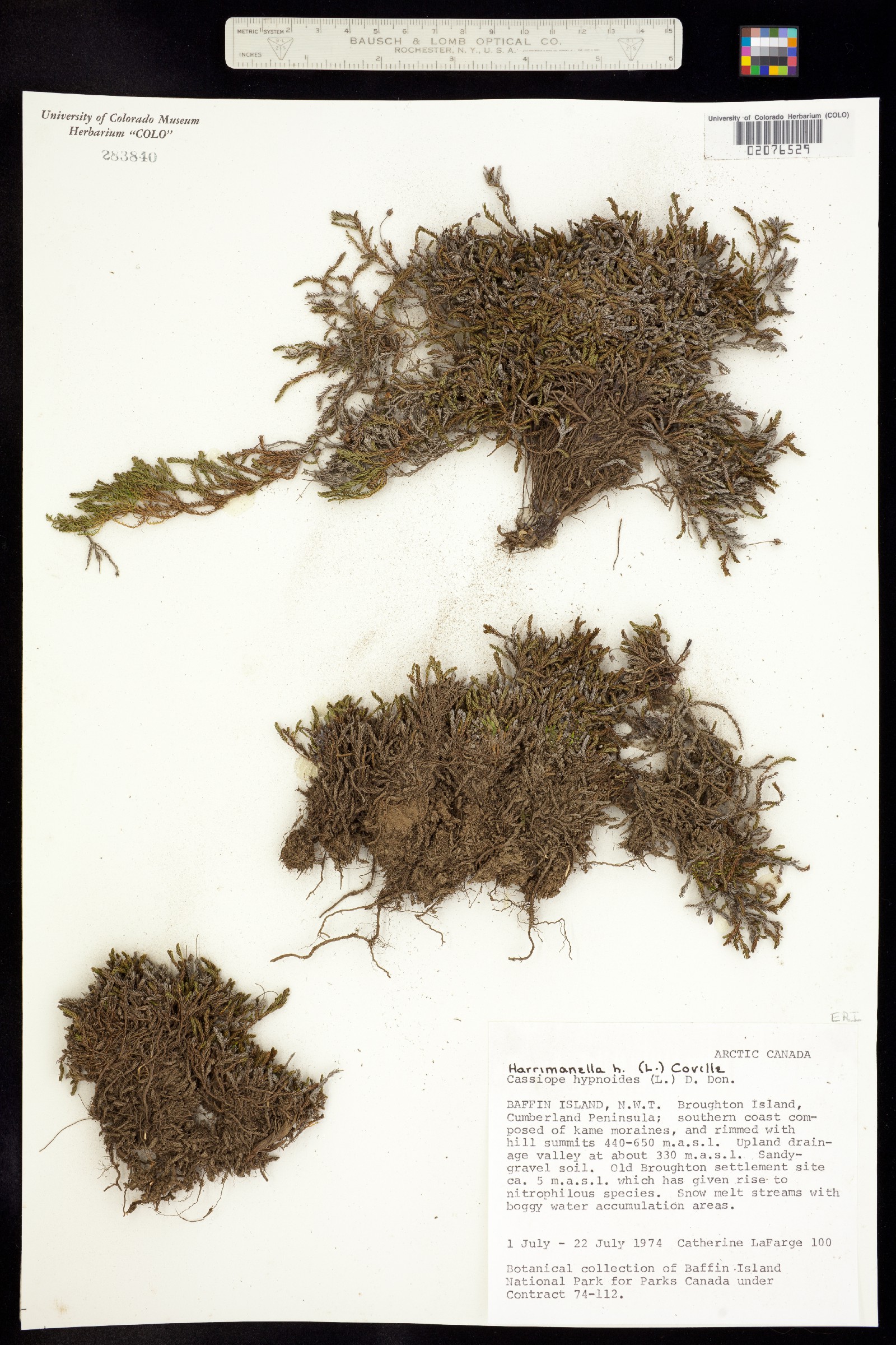 Harrimanella hypnoides image