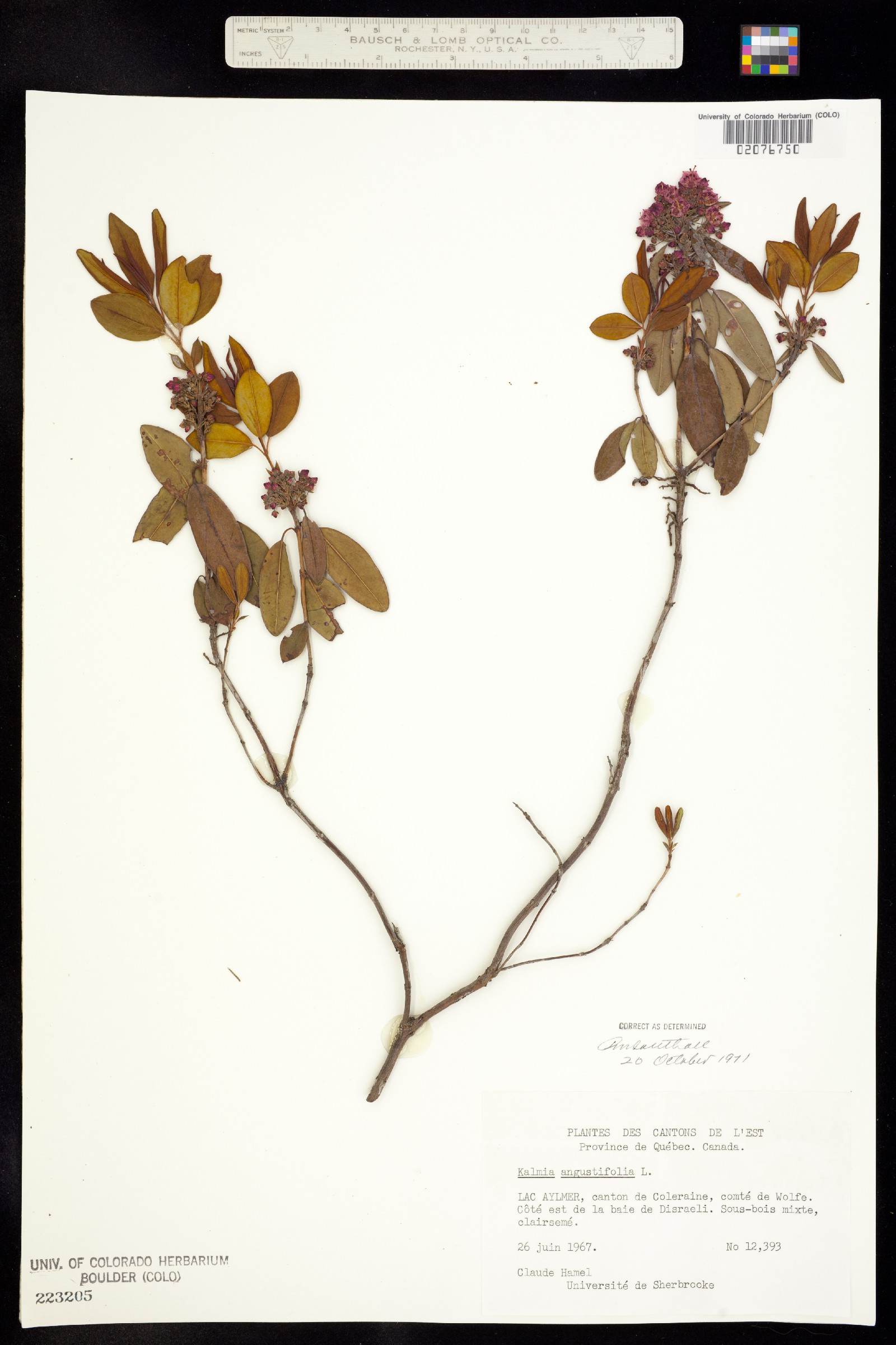 Kalmia angustifolia image