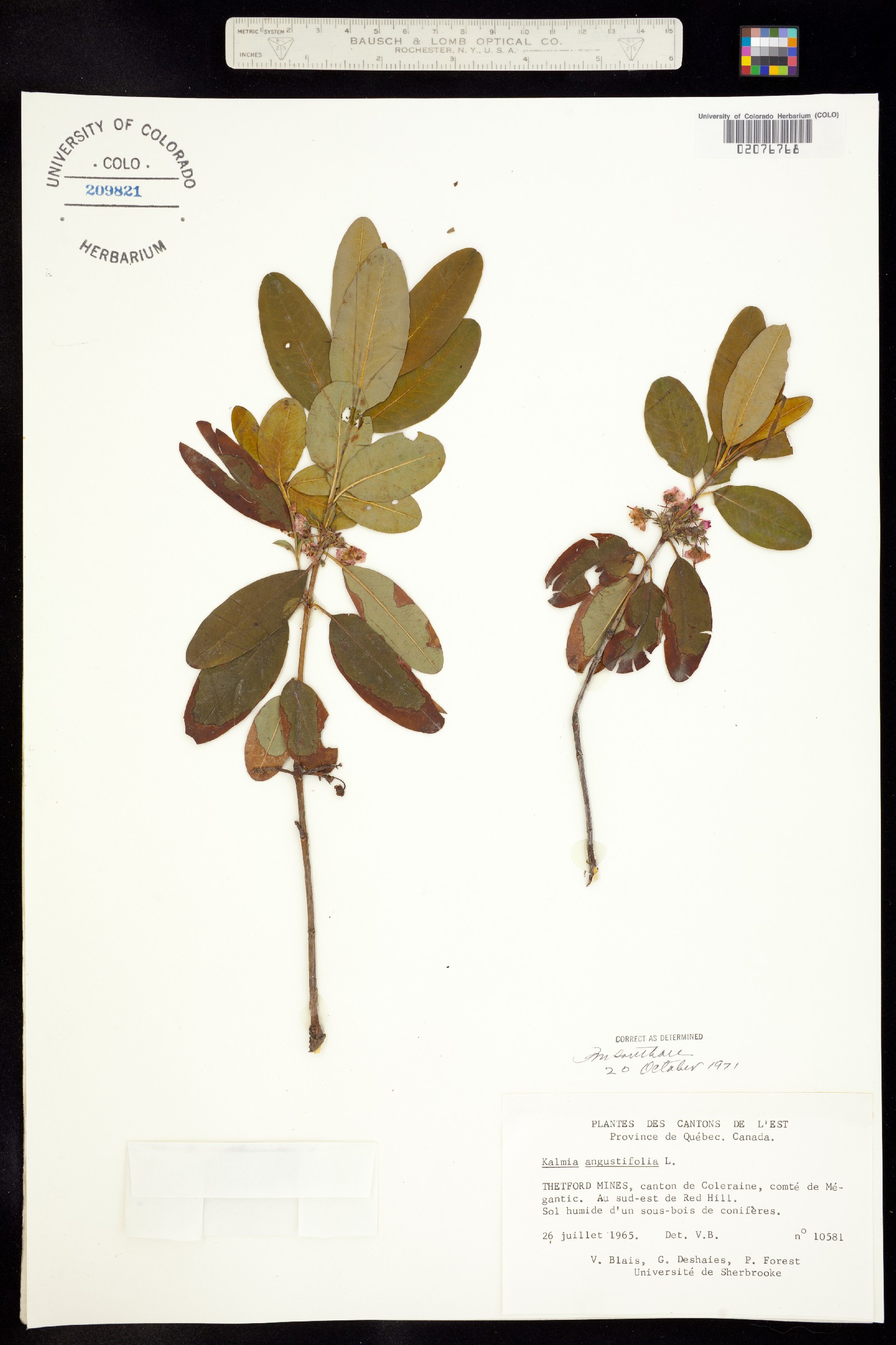 Kalmia angustifolia image