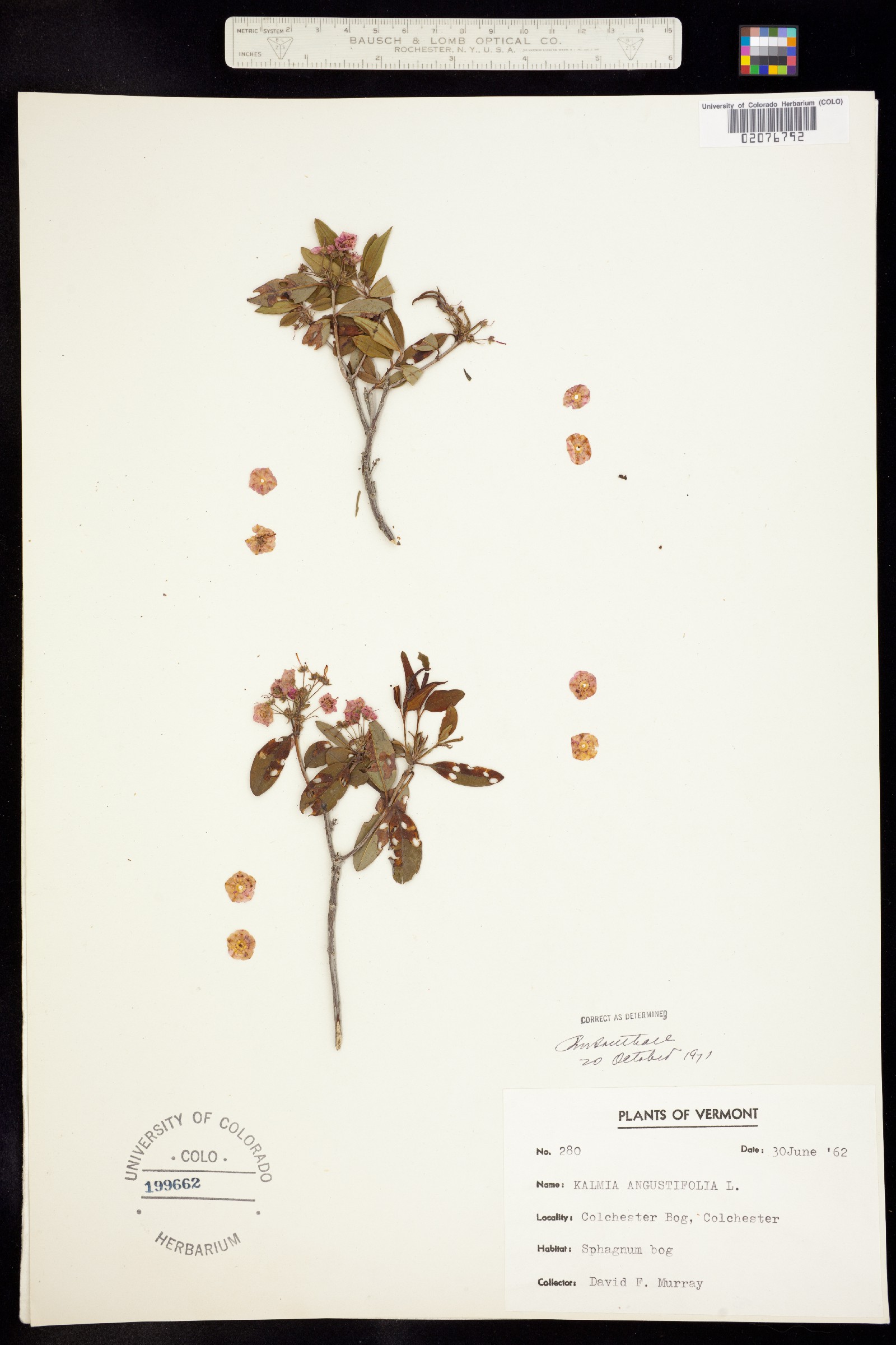 Kalmia angustifolia image