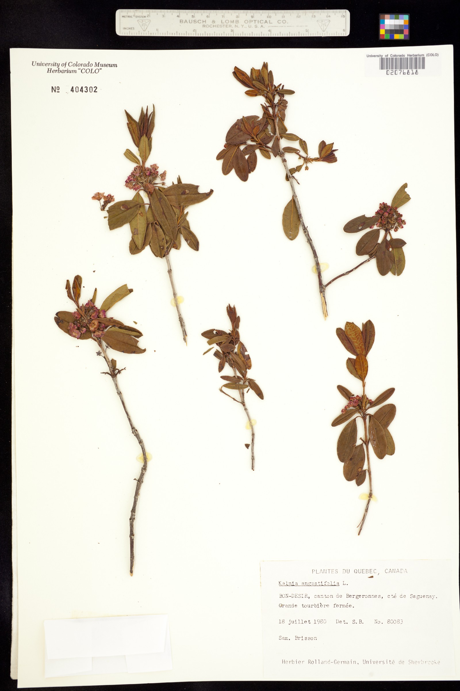 Kalmia angustifolia image