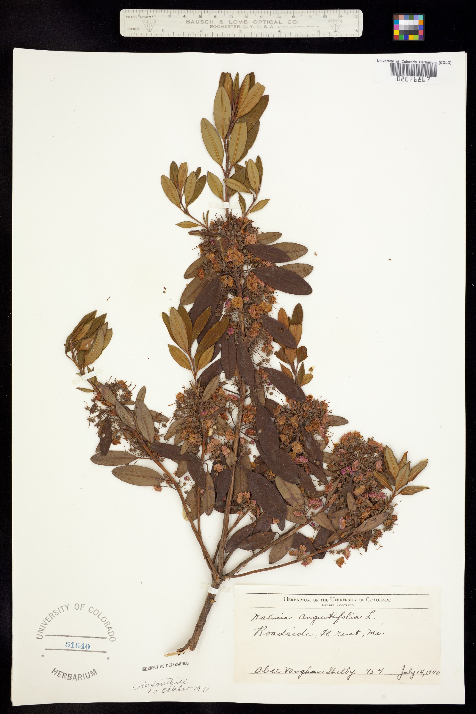 Kalmia angustifolia image