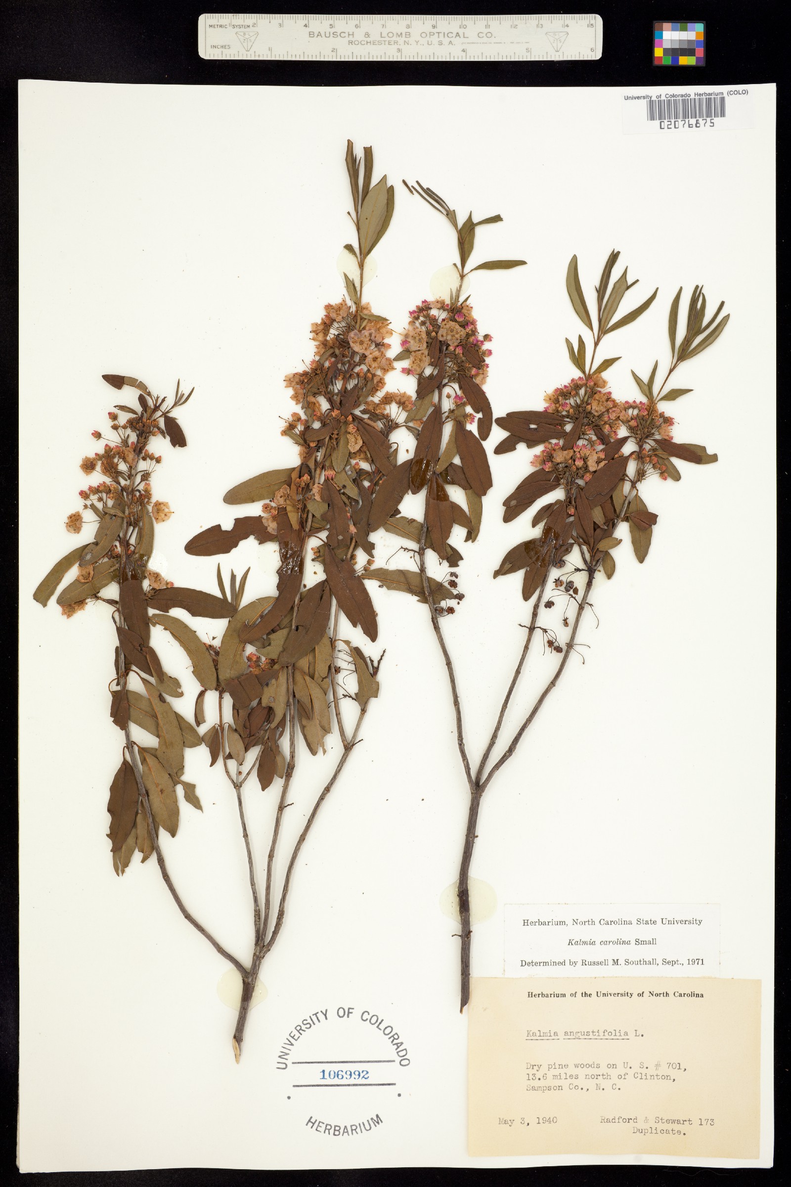 Kalmia angustifolia var. carolina image