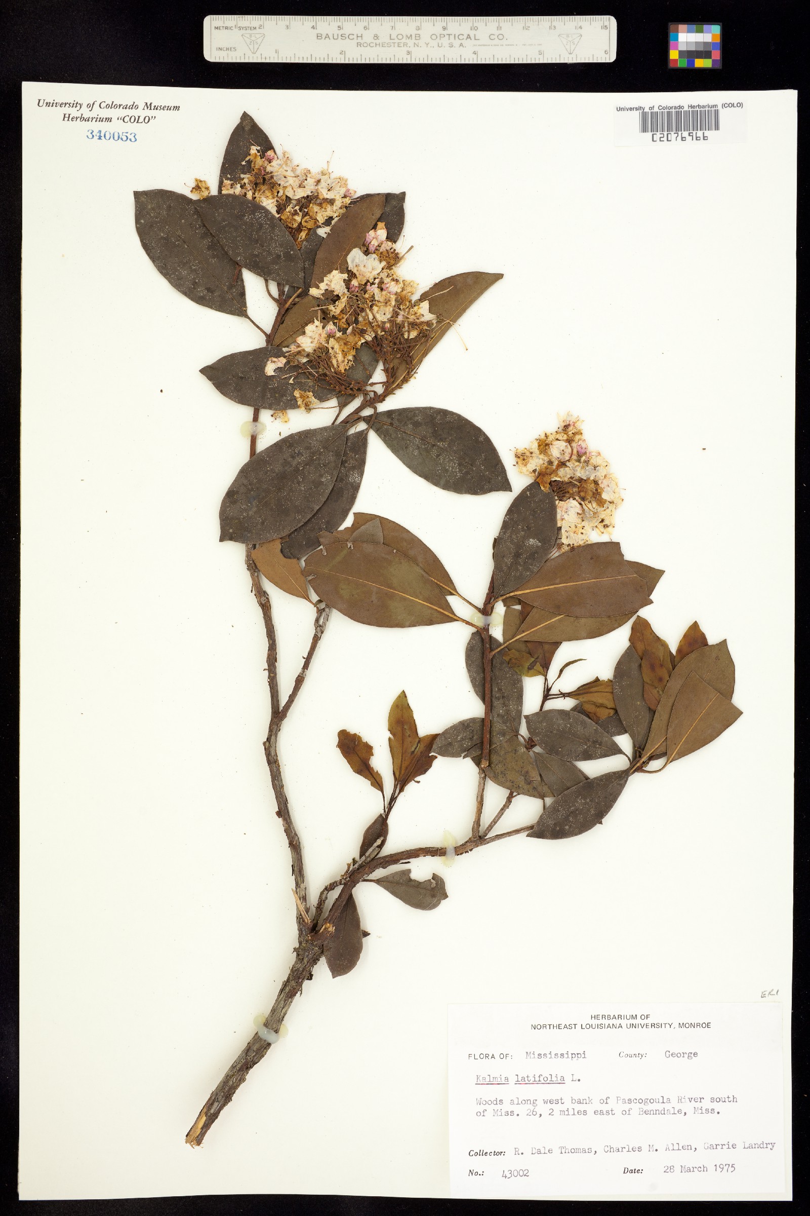 Kalmia latifolia image