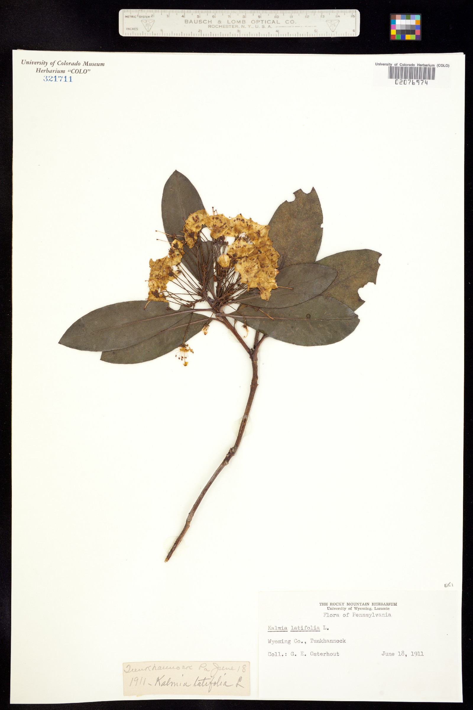 Kalmia latifolia image