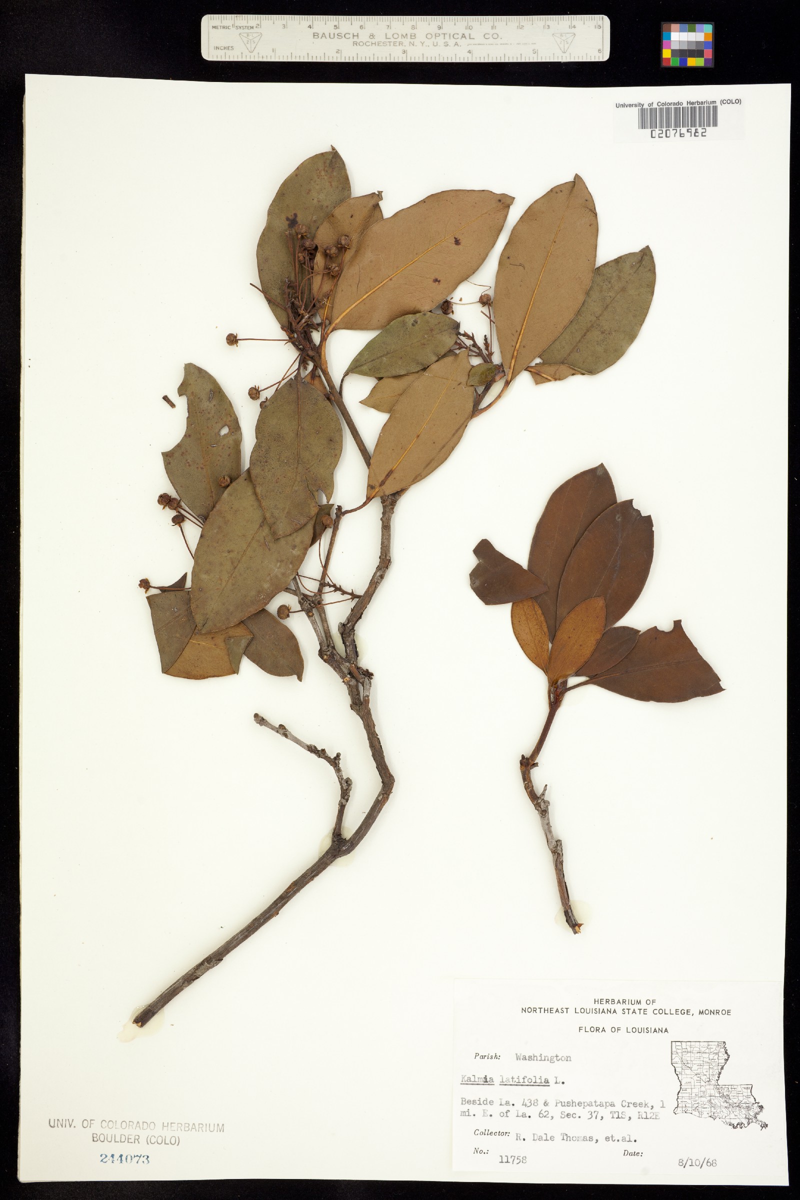 Kalmia latifolia image