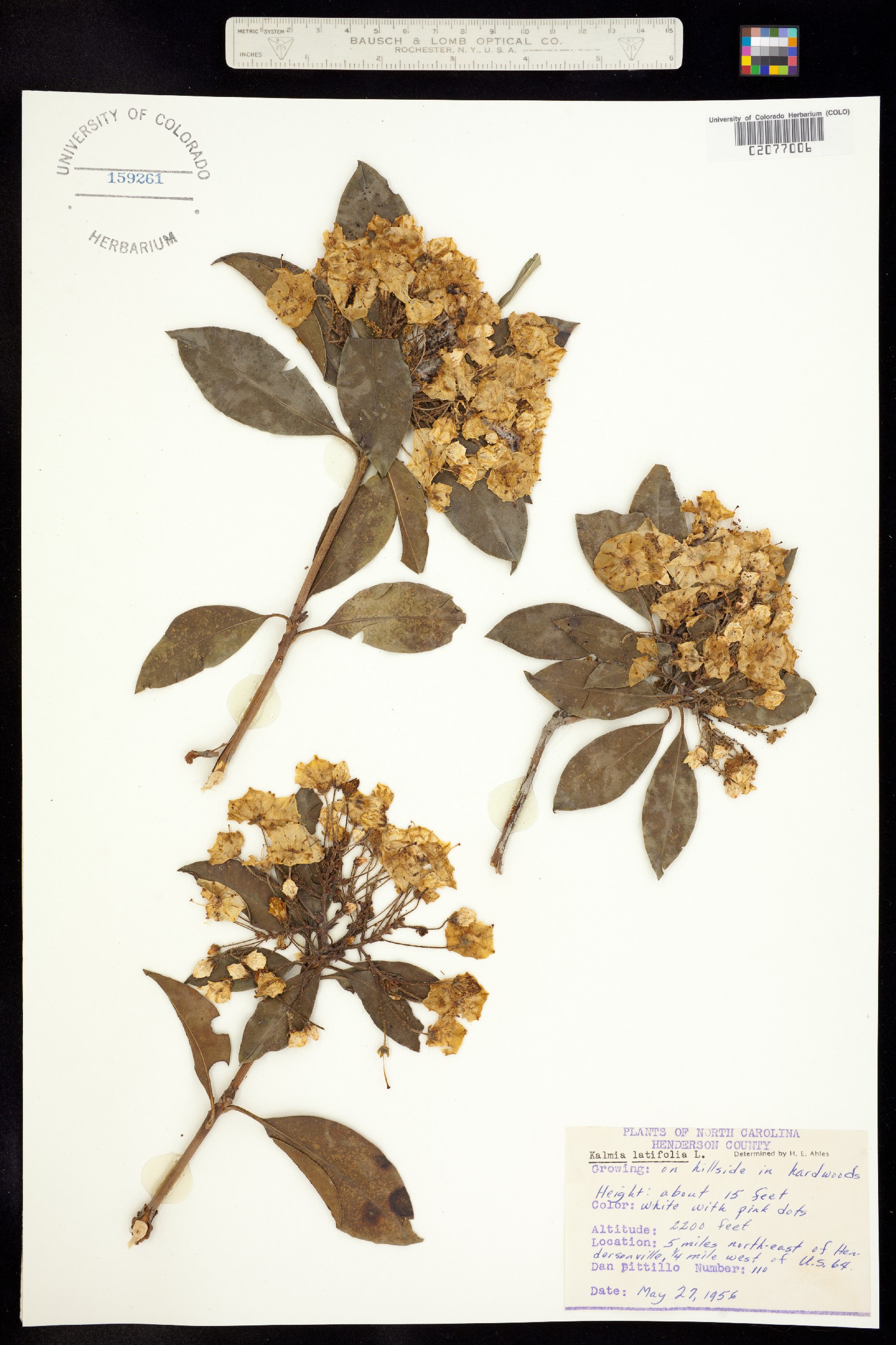 Kalmia latifolia image