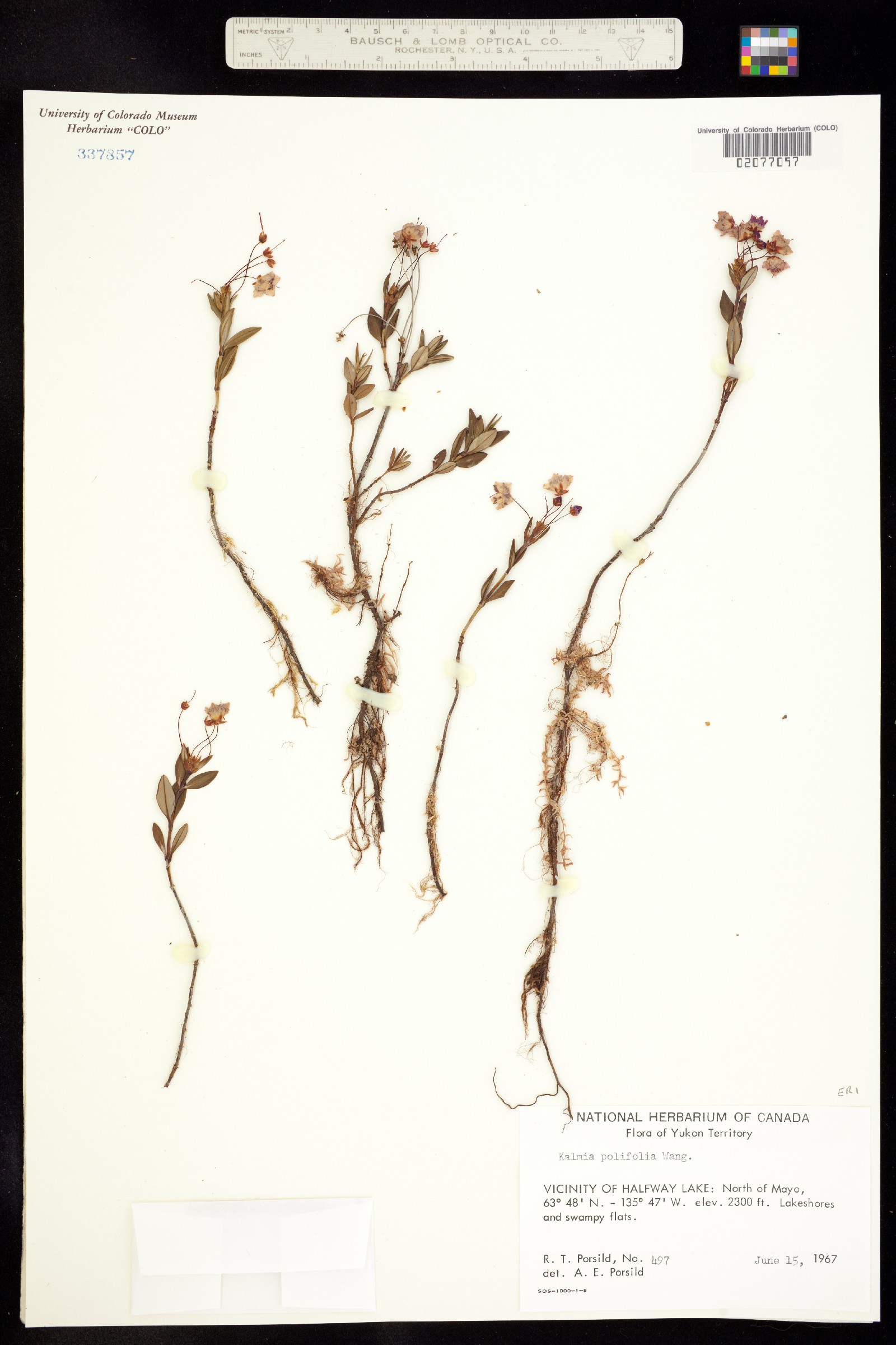 Kalmia microphylla image