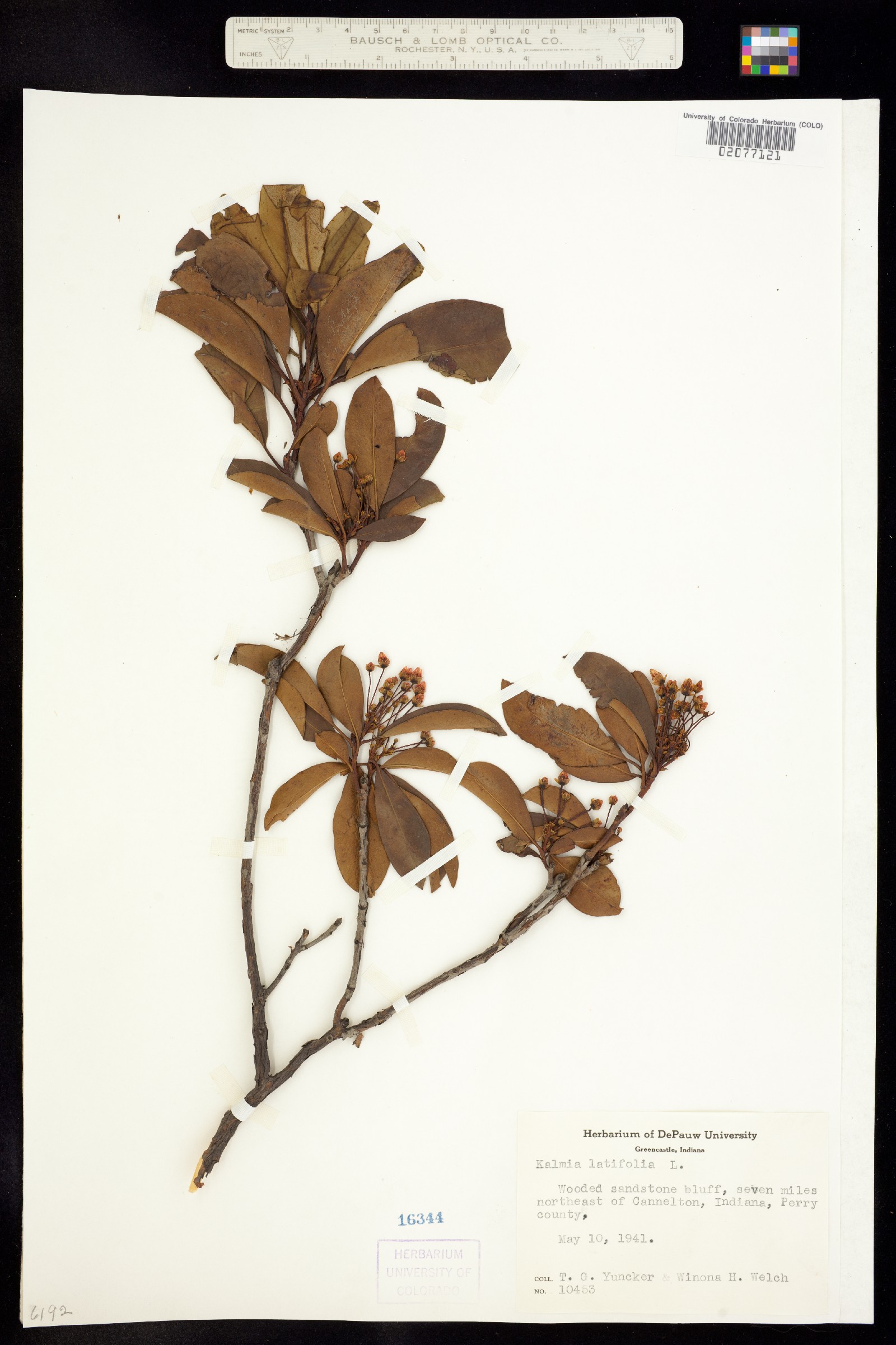 Kalmia latifolia image