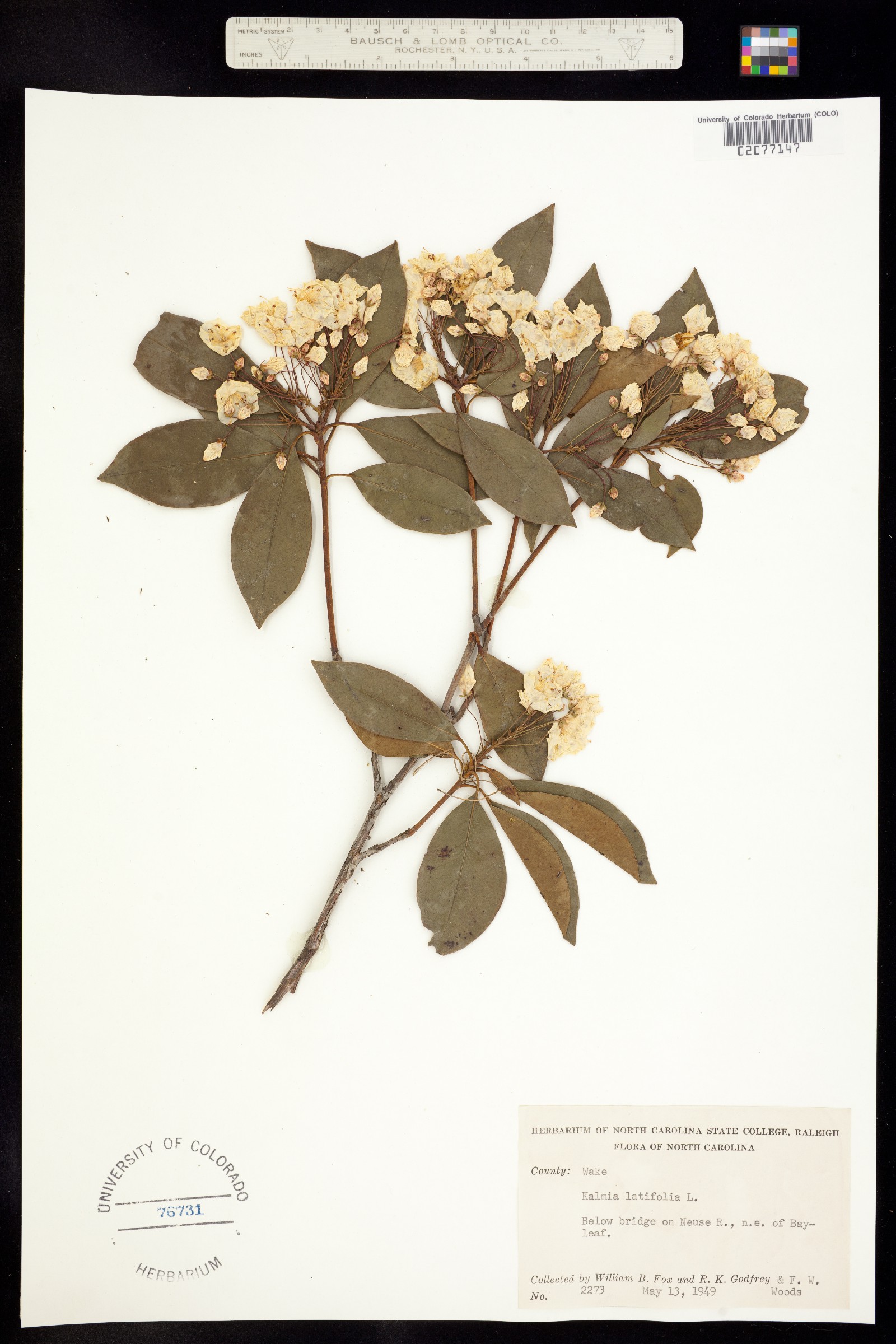 Kalmia latifolia image