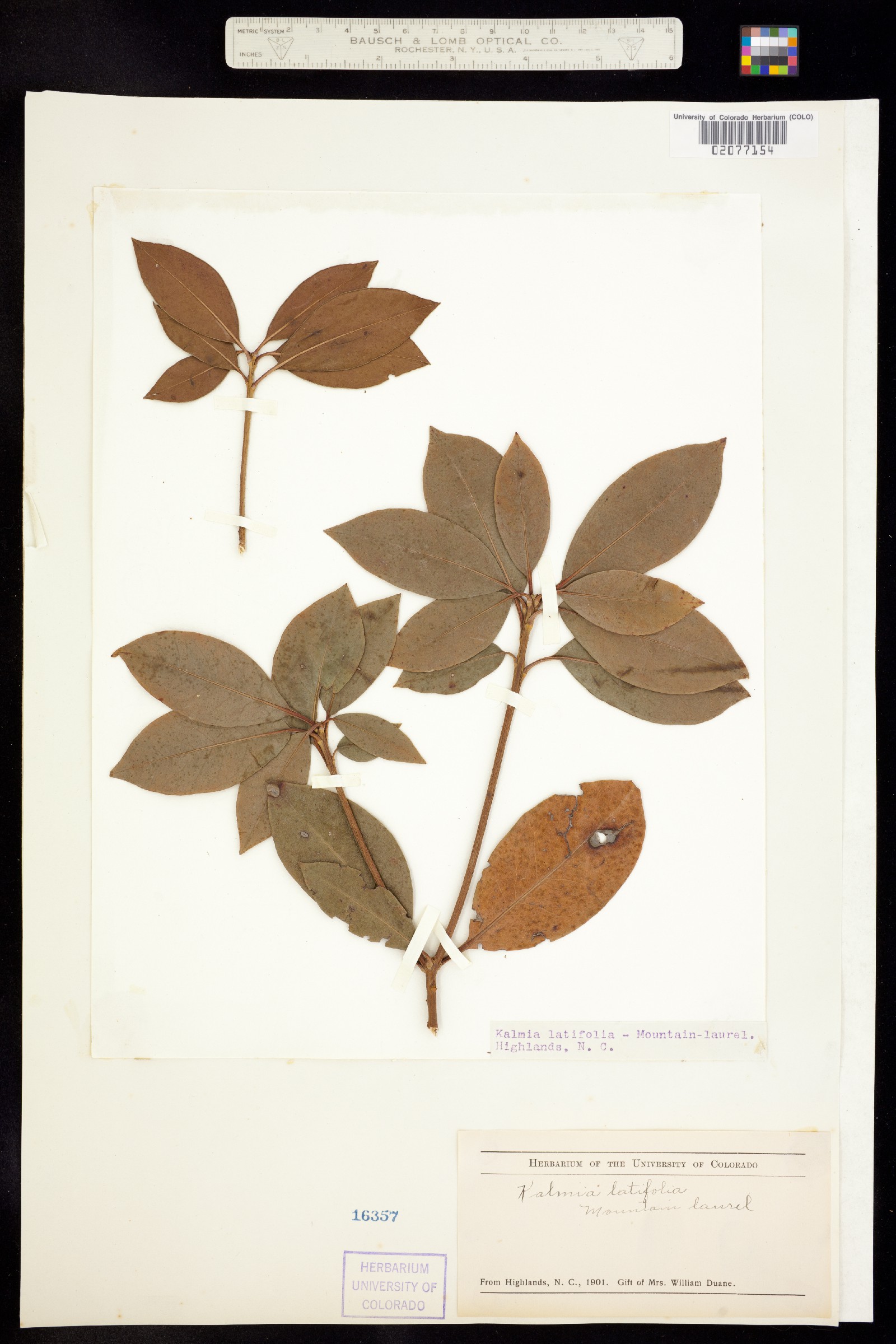 Kalmia latifolia image