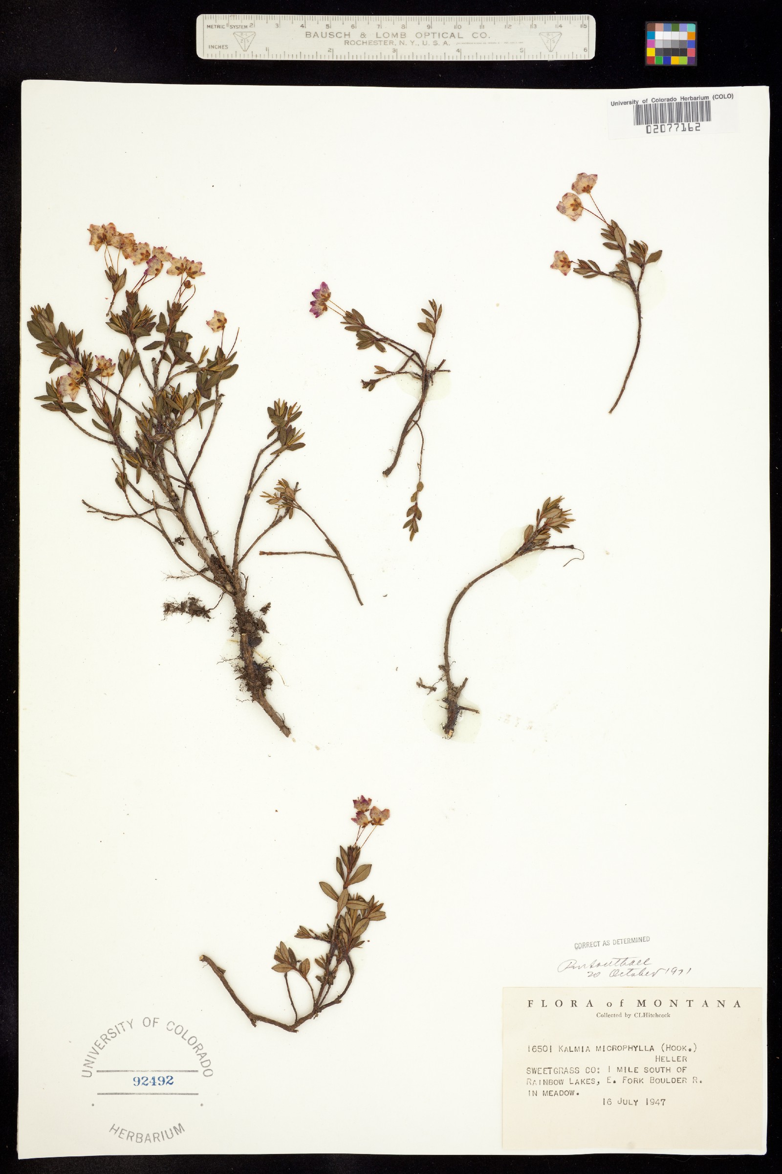 Kalmia microphylla image