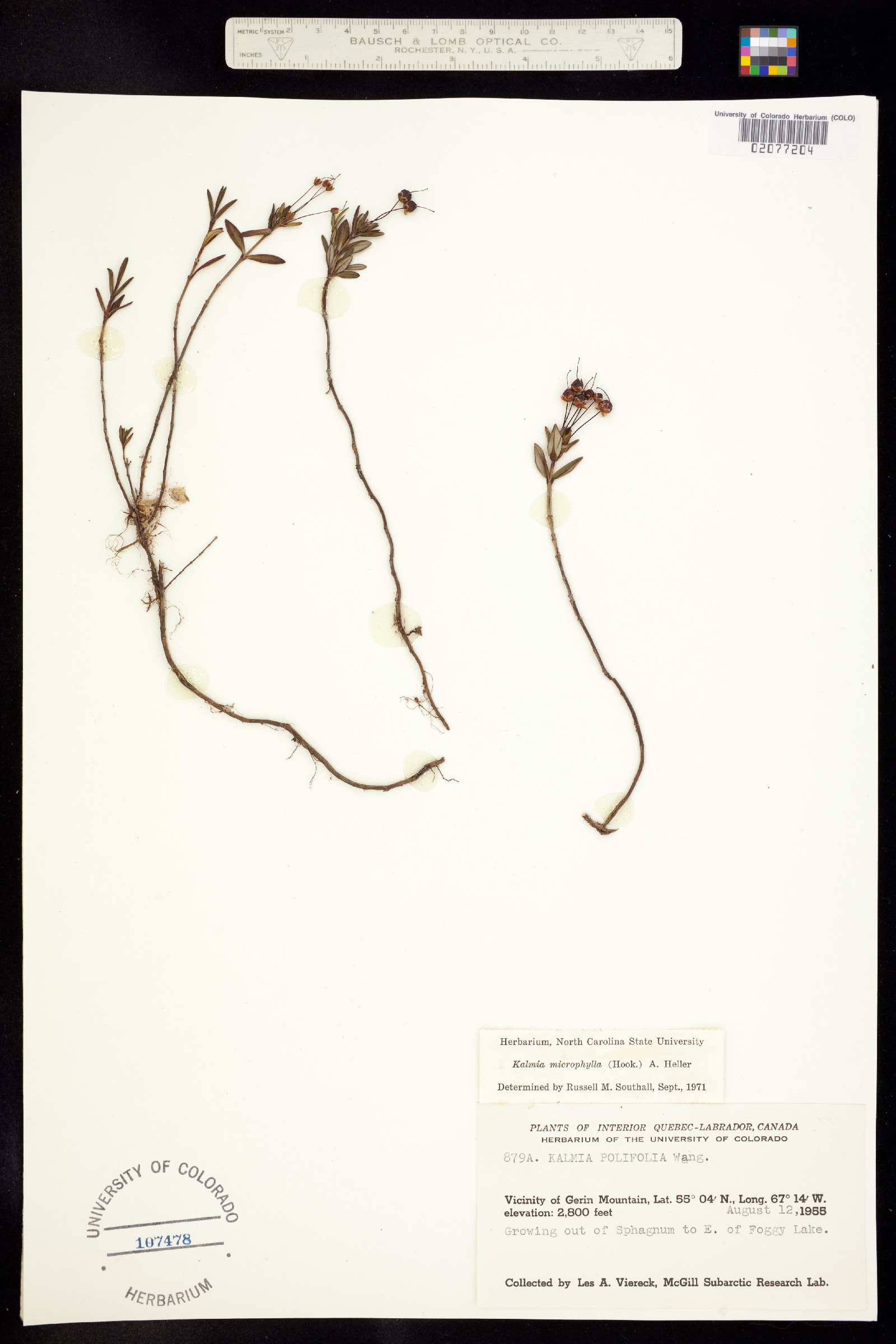 Kalmia microphylla image