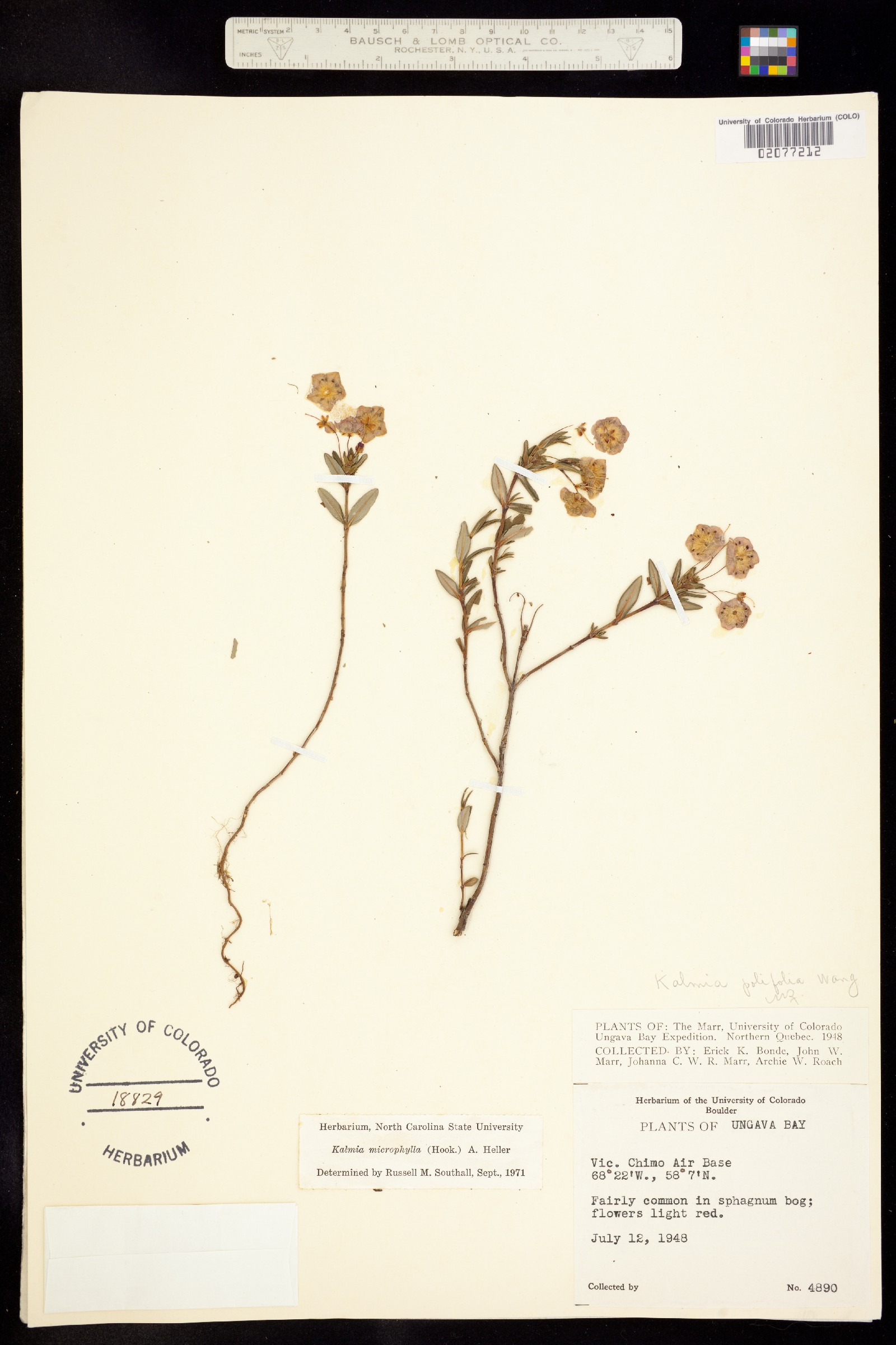 Kalmia microphylla image