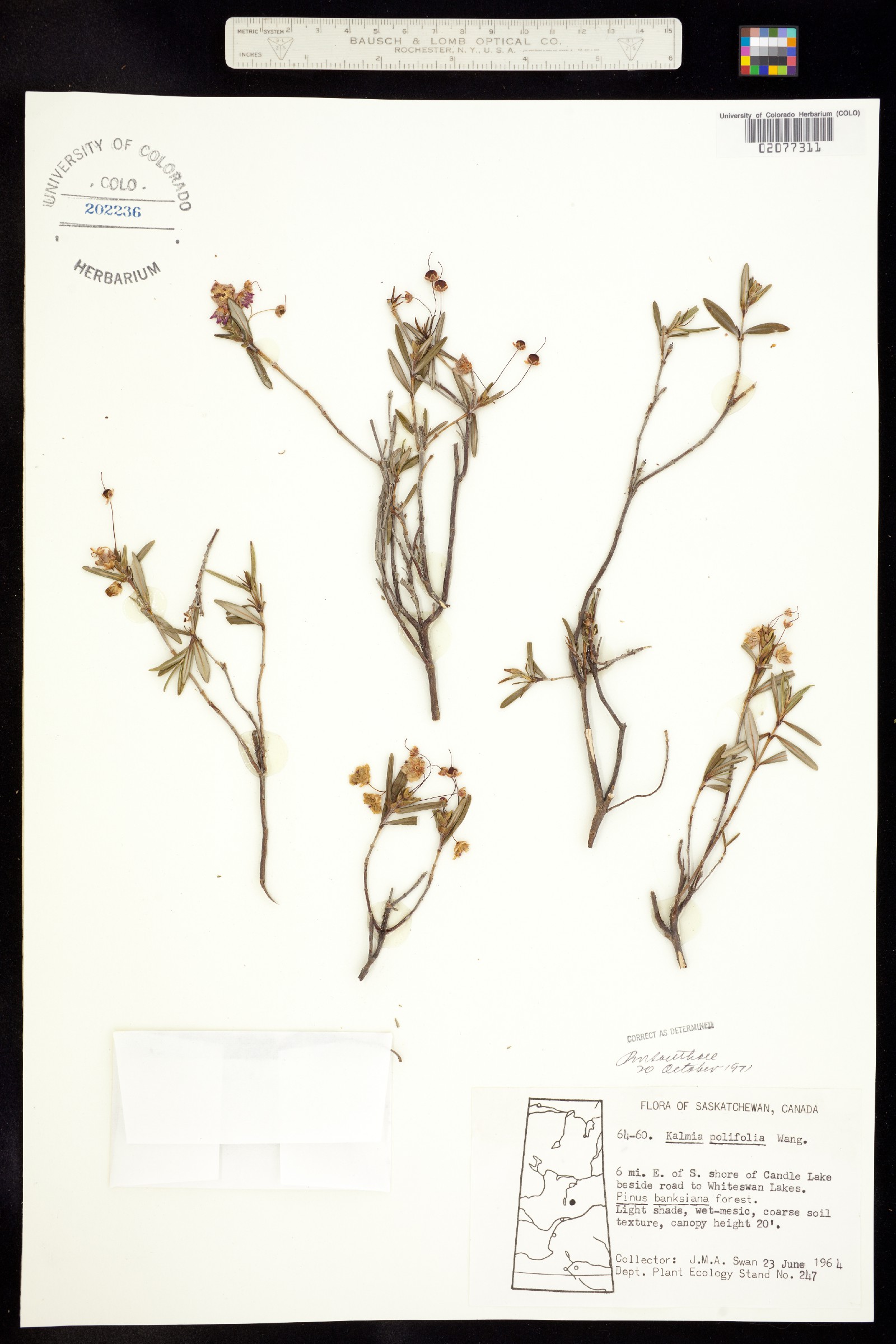 Kalmia polifolia image