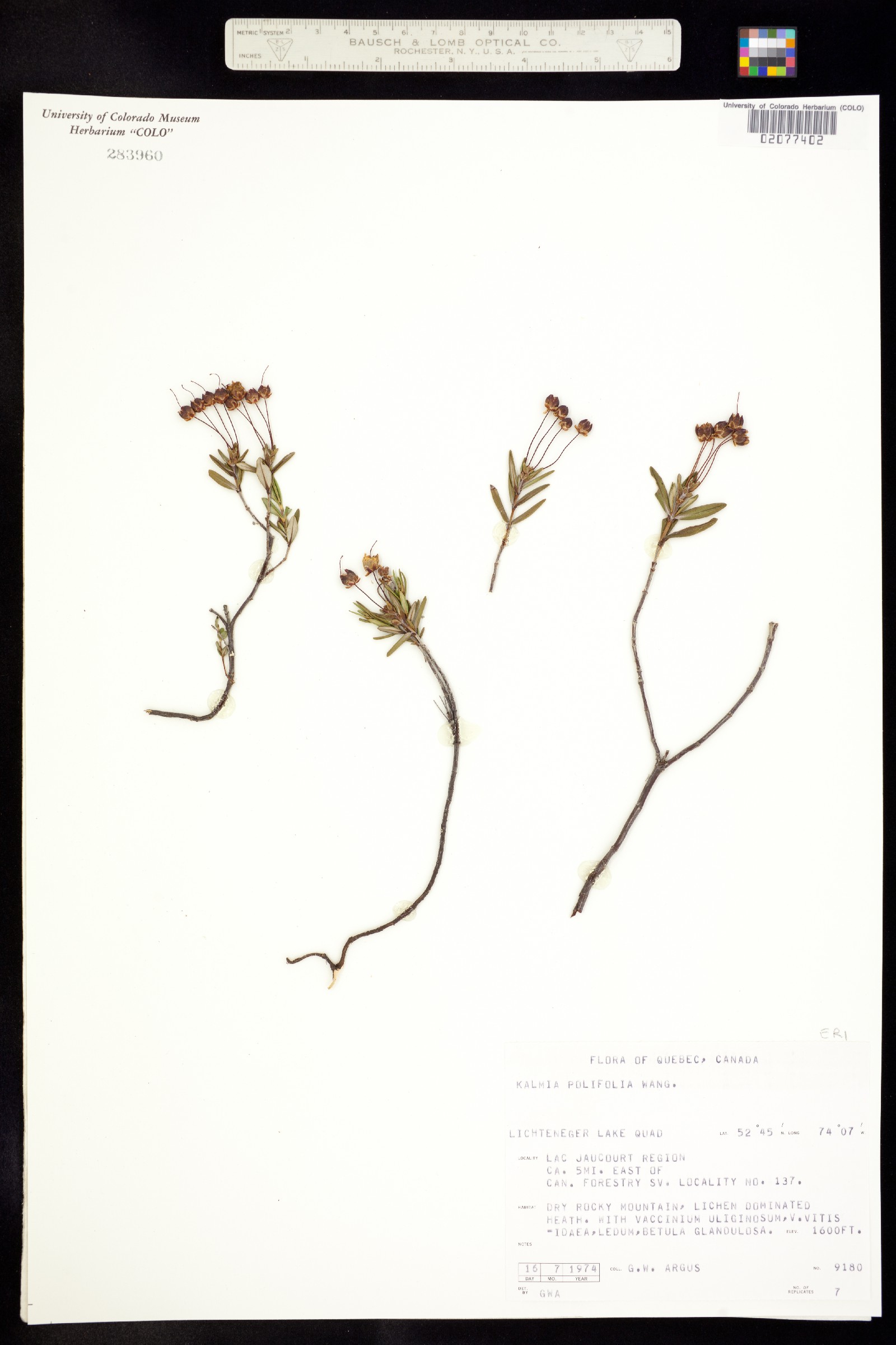 Kalmia polifolia image