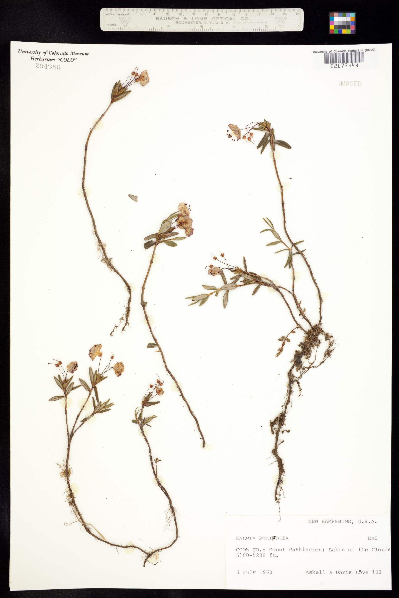 Kalmia polifolia image