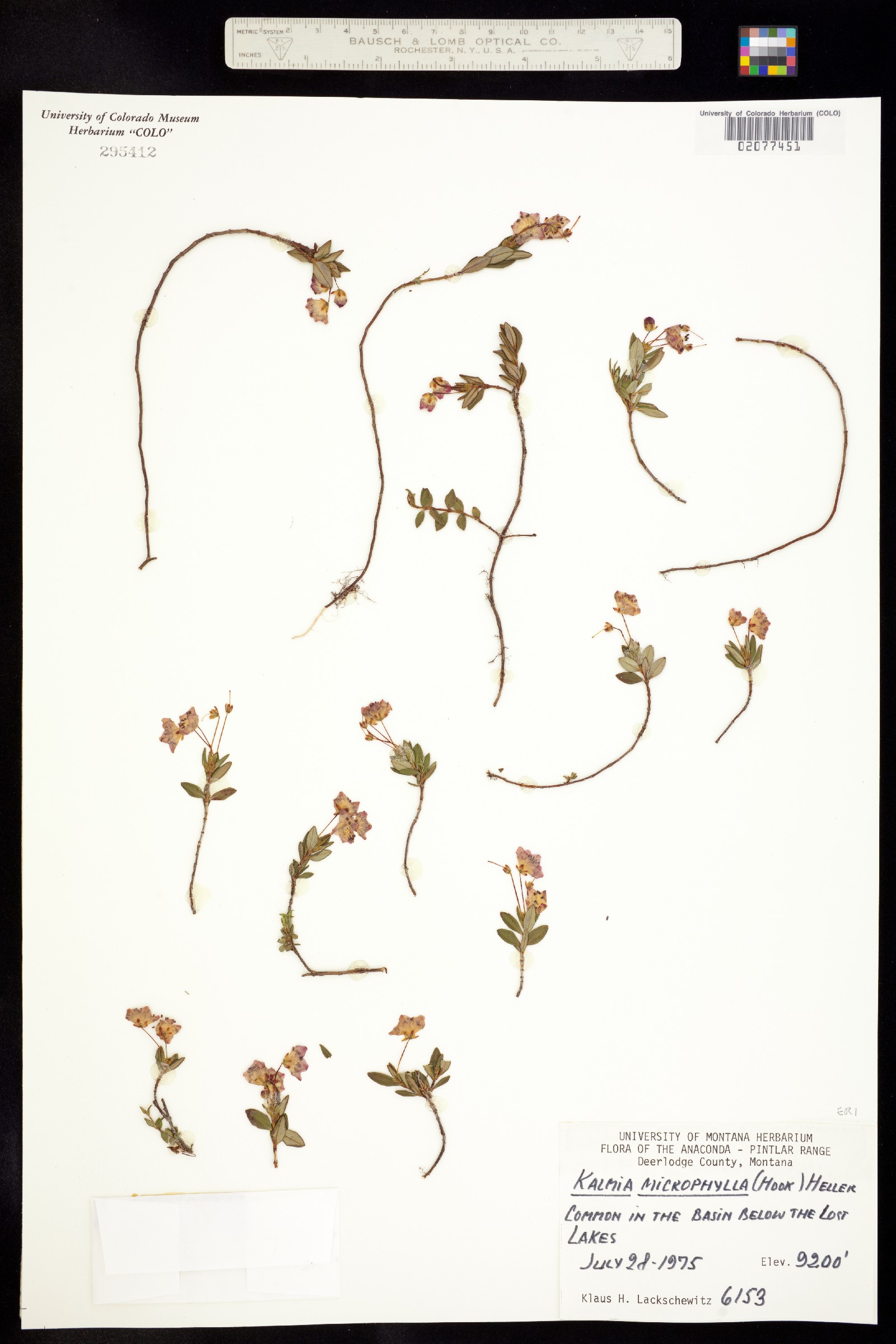 Kalmia microphylla image