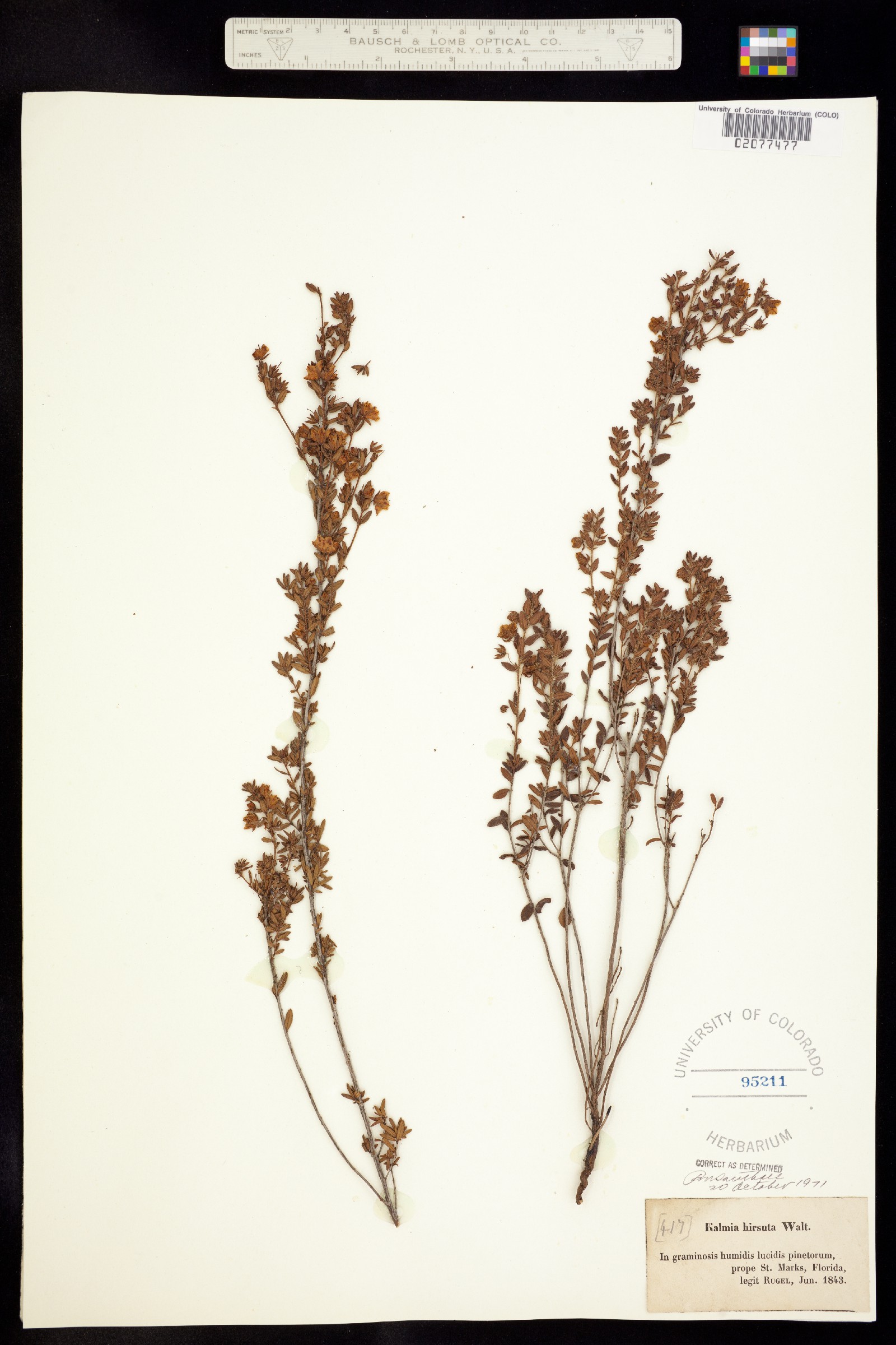 Kalmia hirsuta image