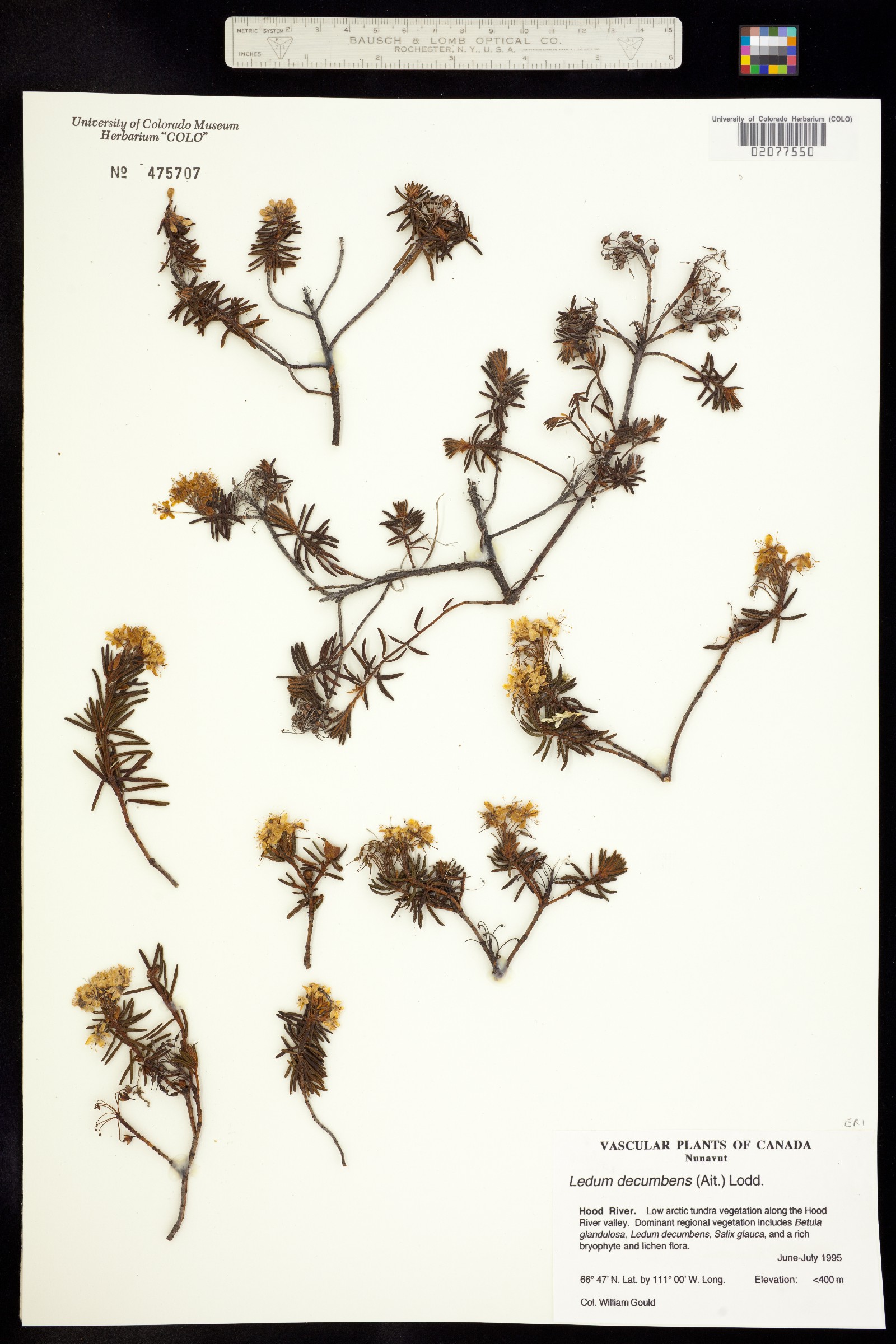 Rhododendron tomentosum image