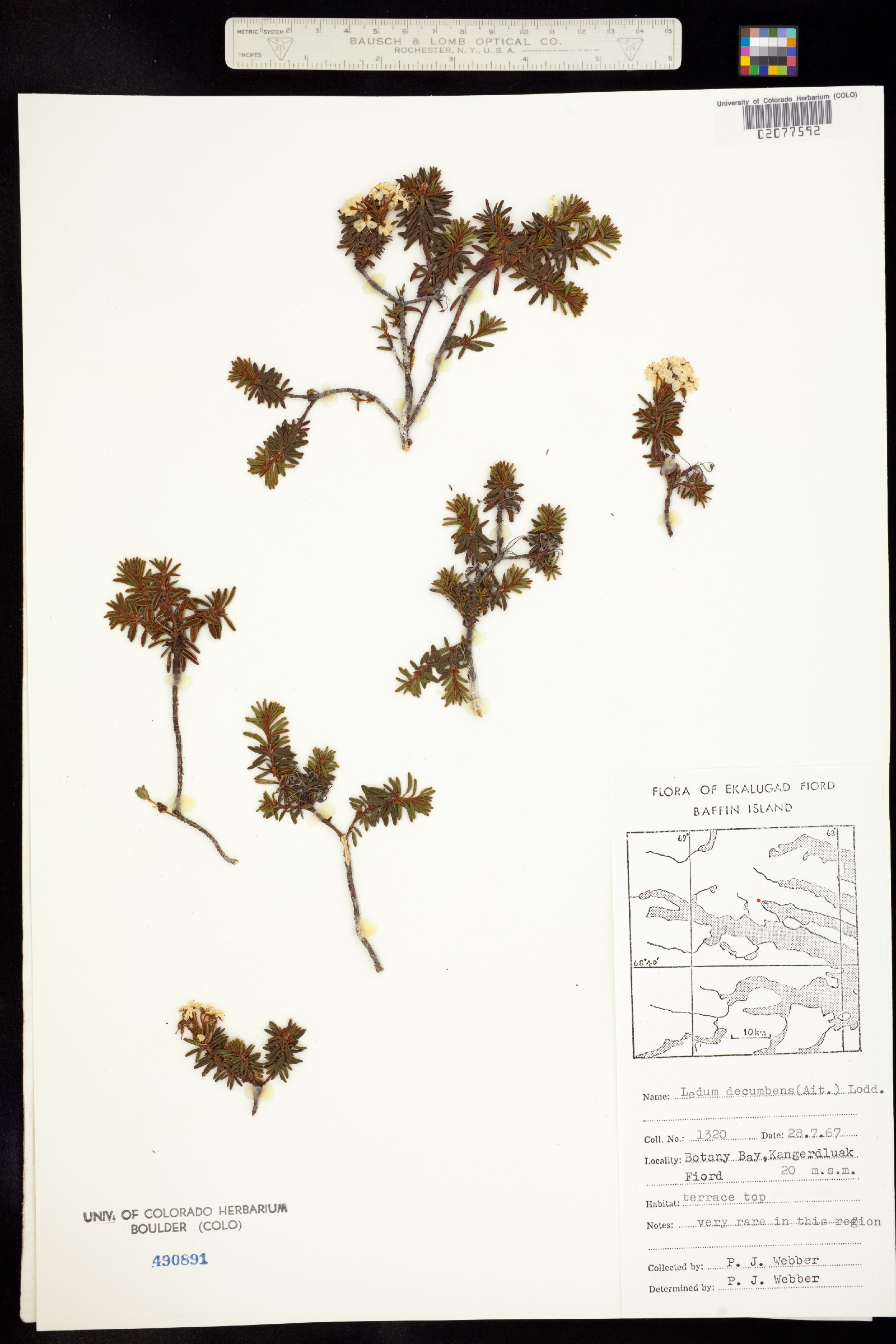 Rhododendron tomentosum image