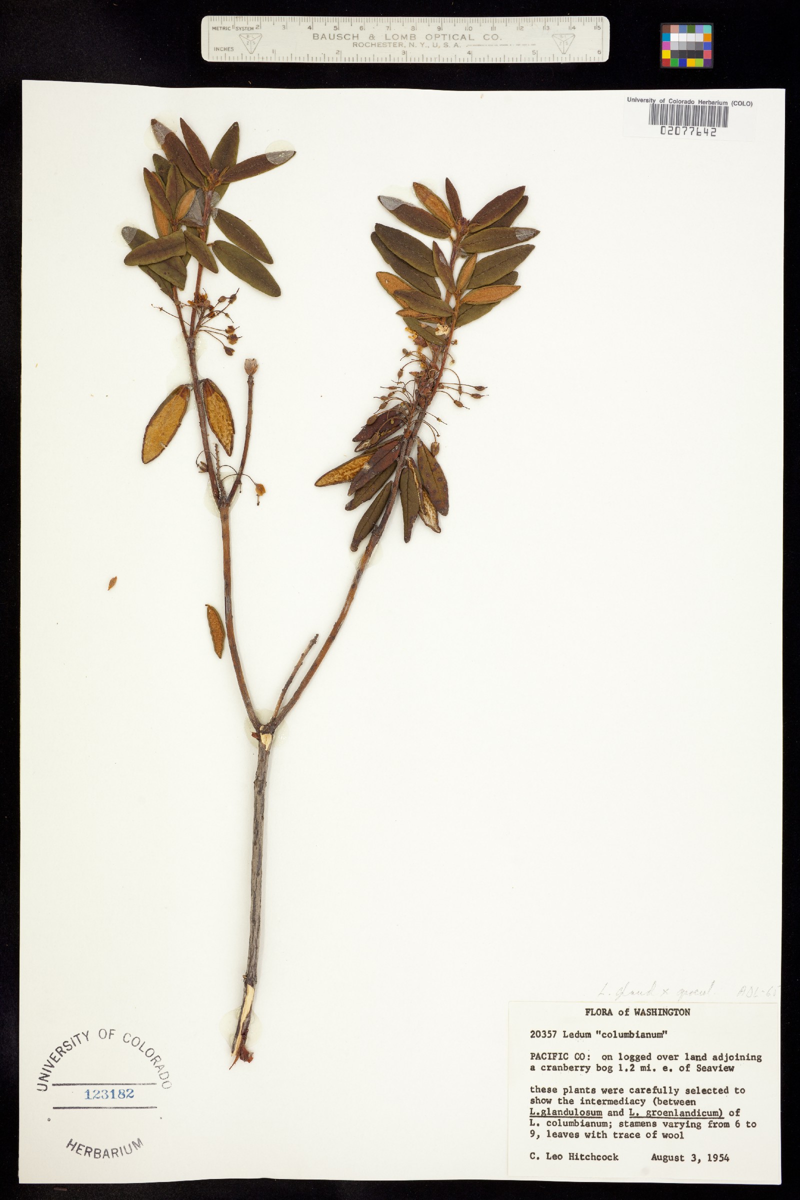 Rhododendron image